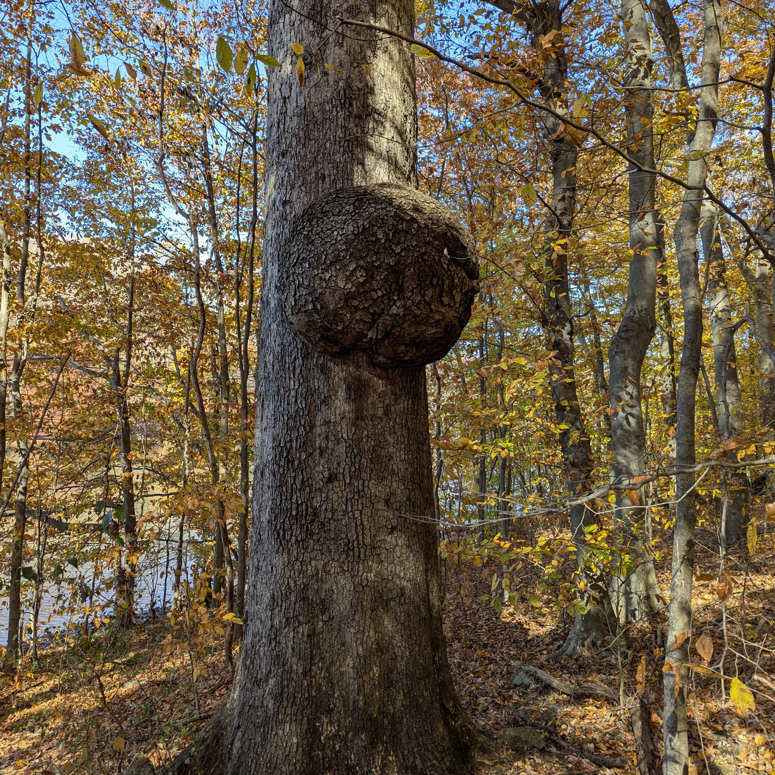 PXL_20241027_182624225.RAW-01.MP.COVER.jpg