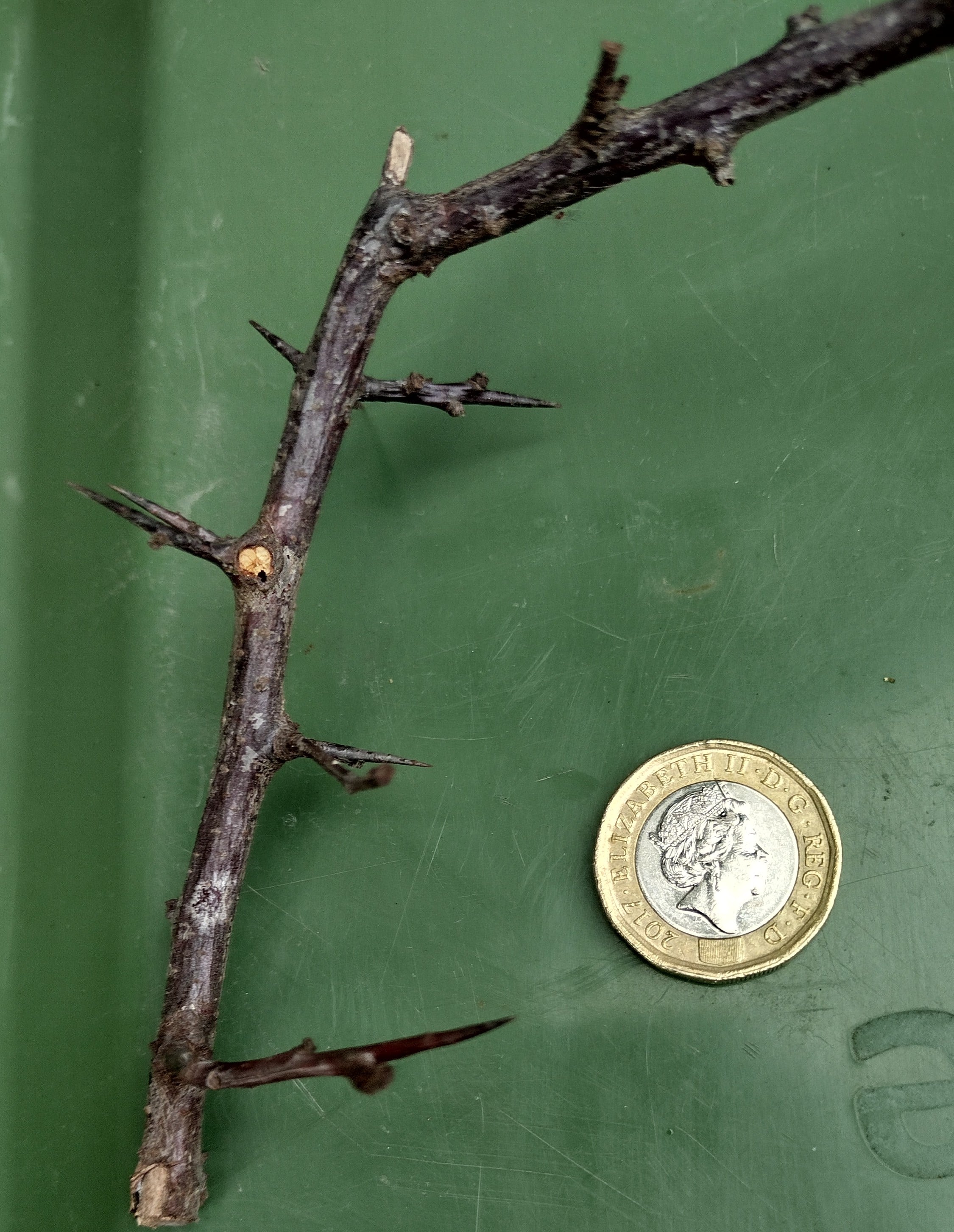 Pyracantha.jpg