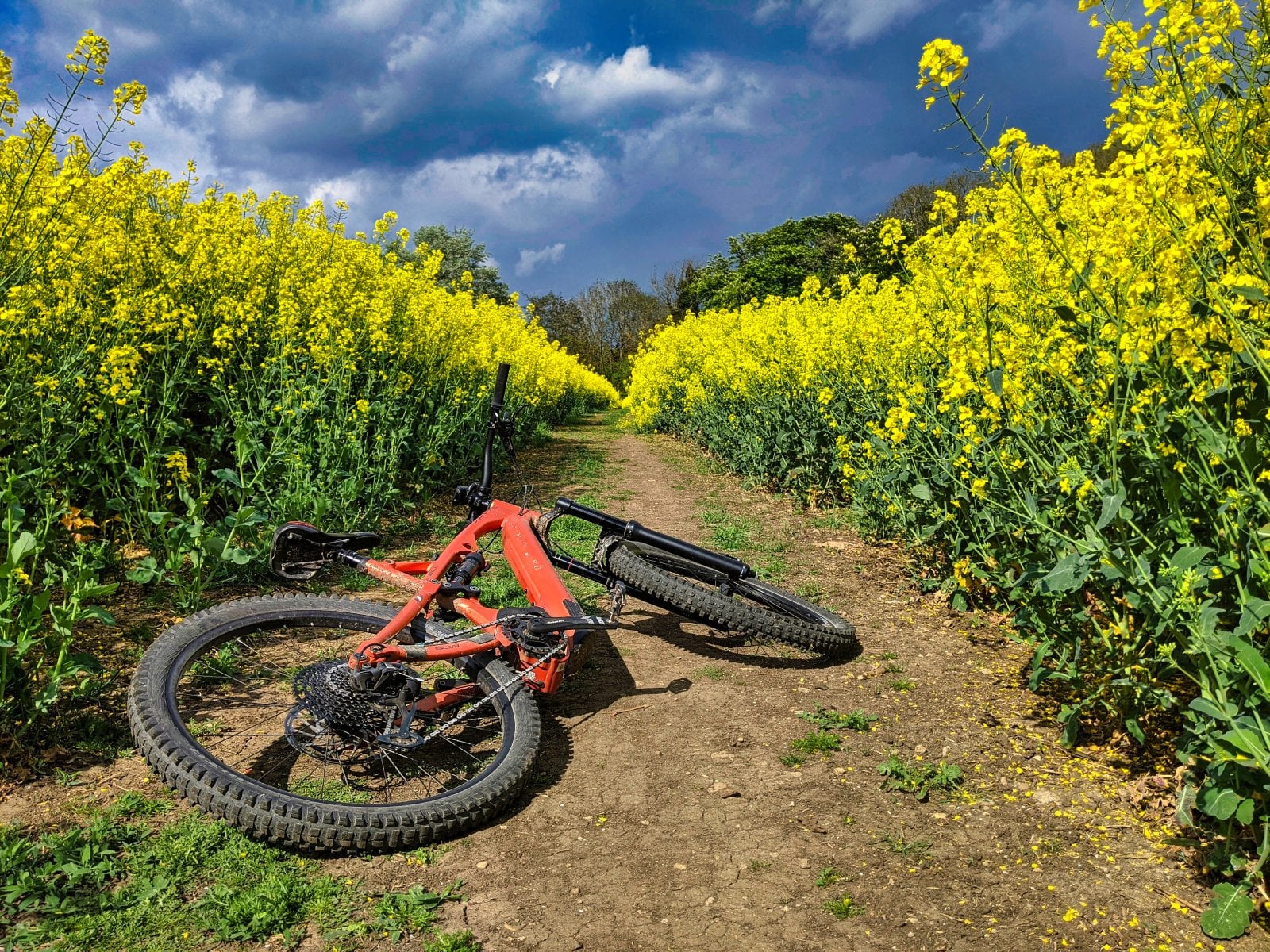 Rape fields.jpg