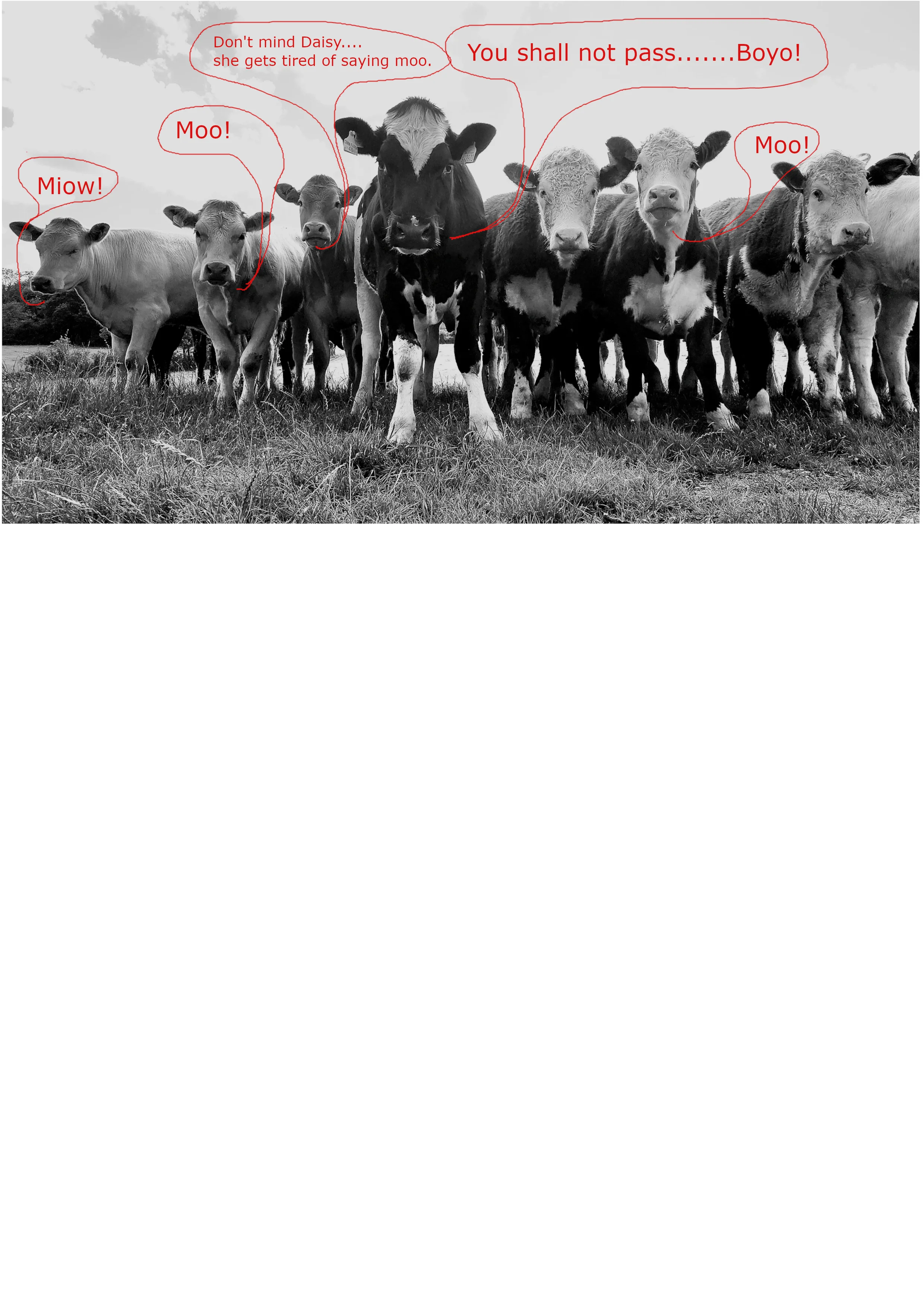 Road block cows.webp