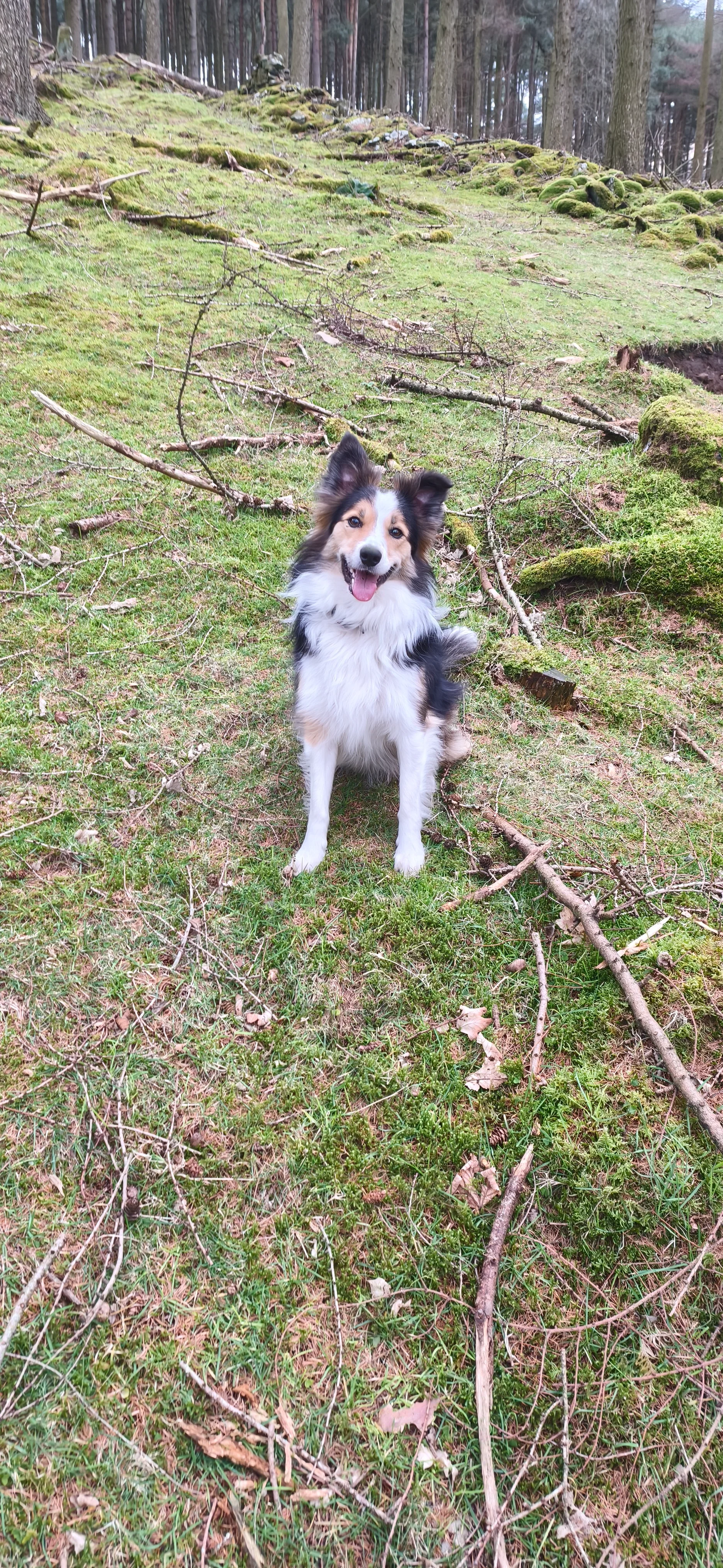 Rocksy woods.webp