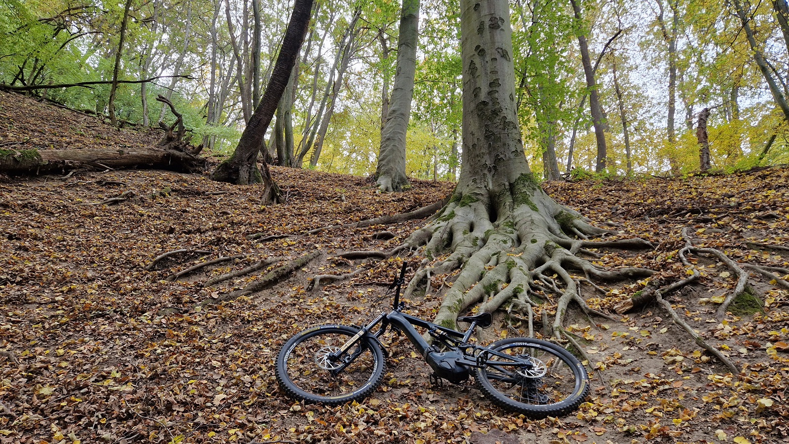 roots.jpg