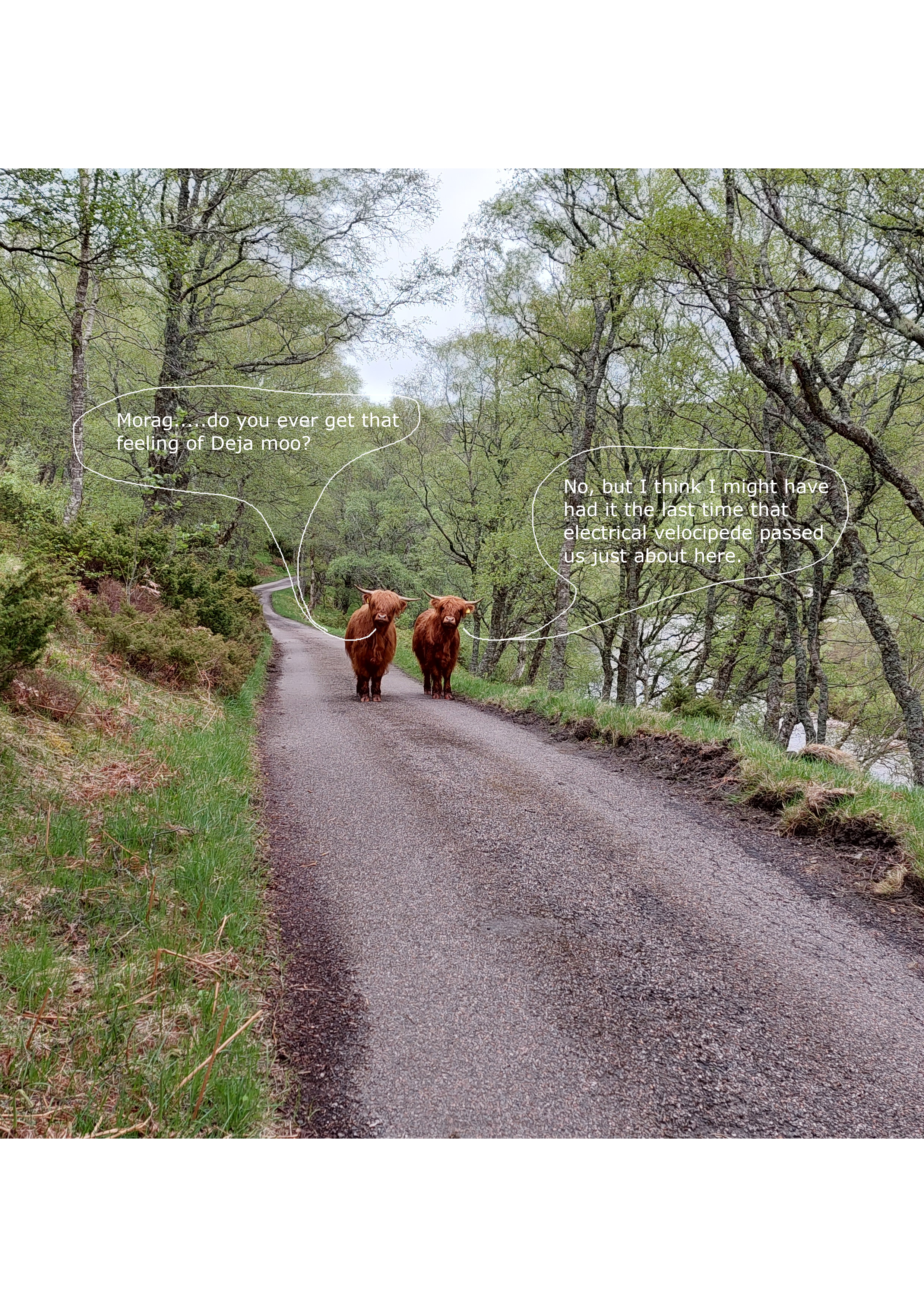 Scotmoos.png