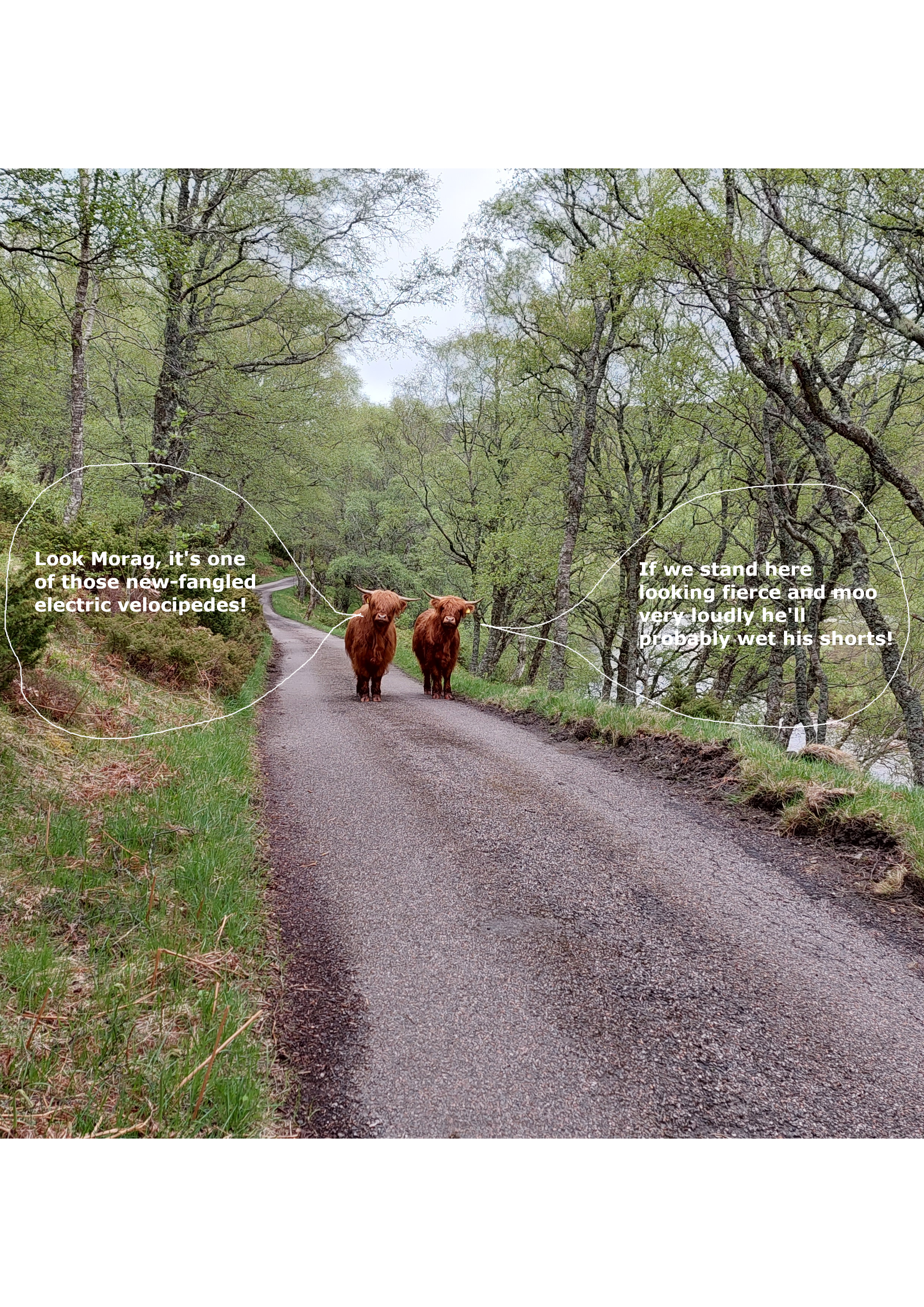 Scottish Cows.png