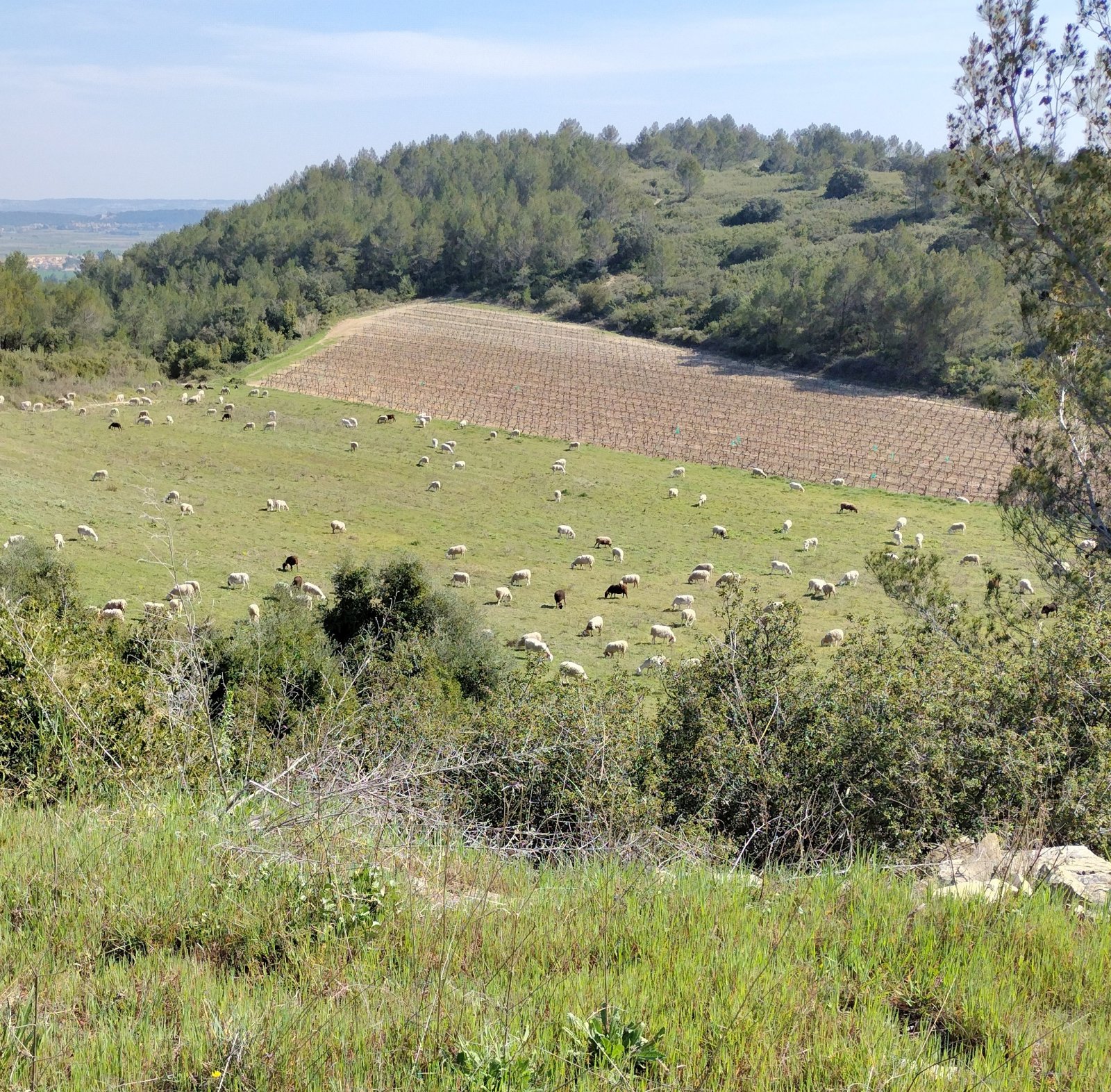 Sheep.jpg