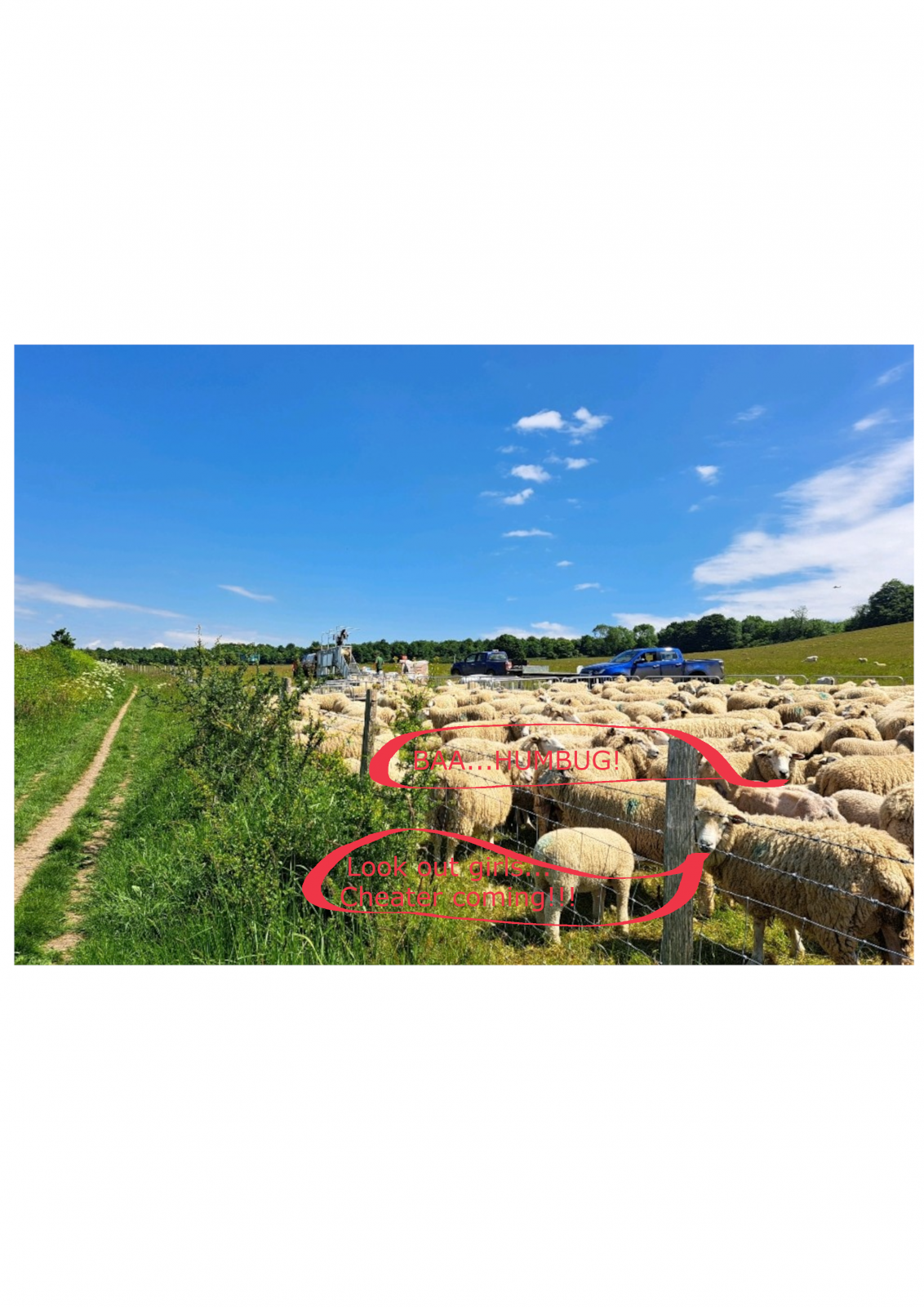 sheep.png