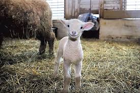 sheepy.jpeg