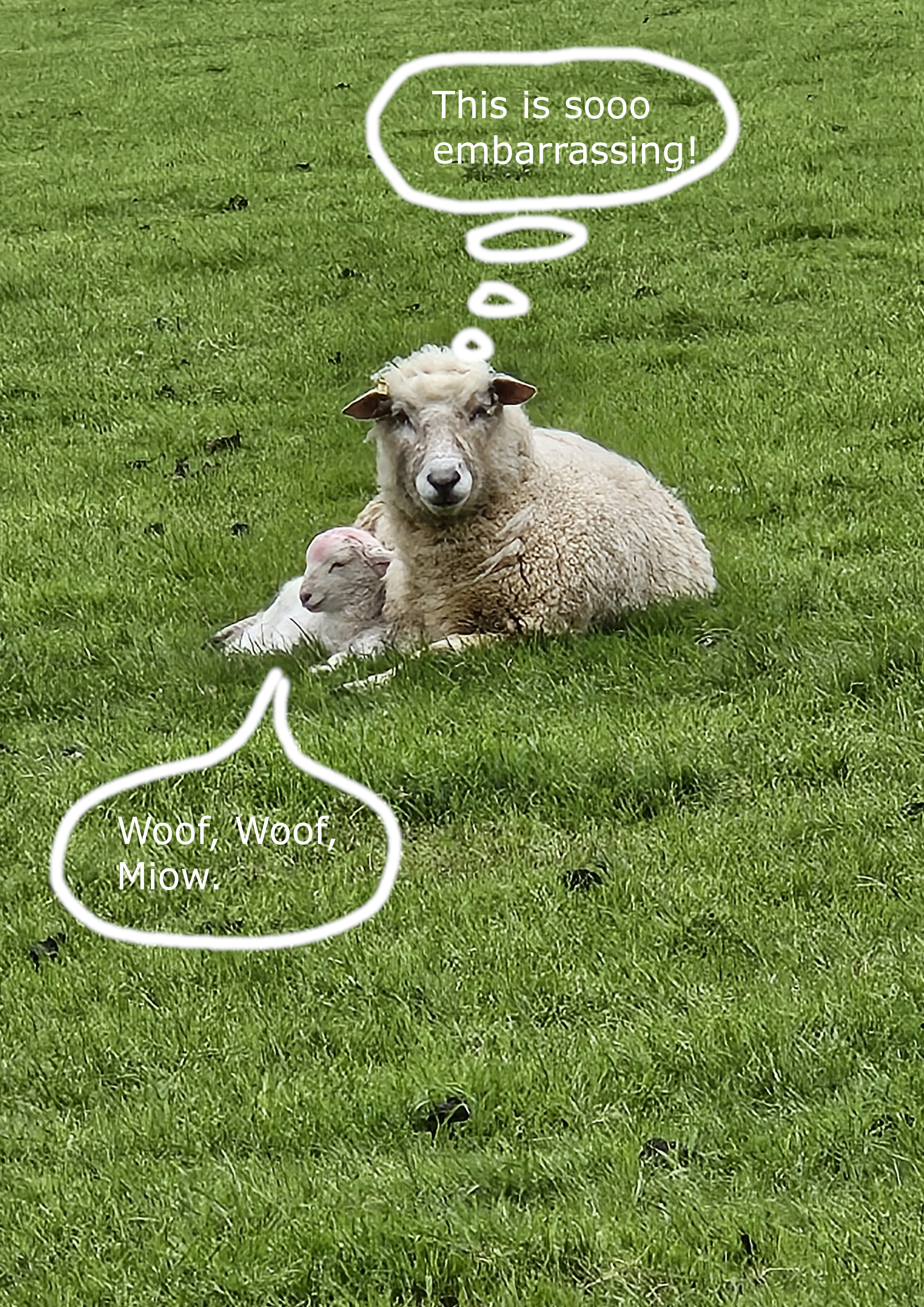 Silly Lamb.png