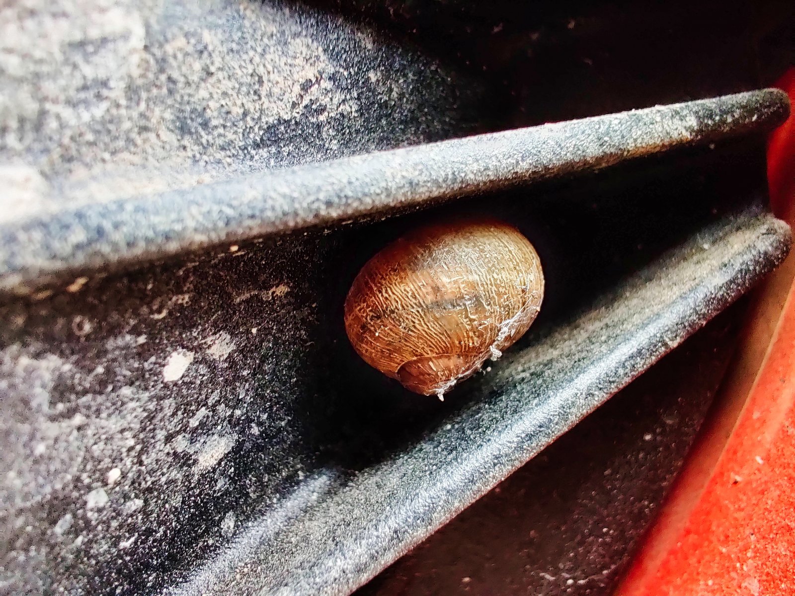 Snail hitchhiker.jpeg