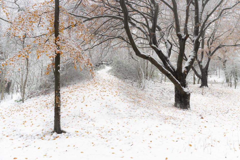 South Downs autumn leaves on snow 2024.jpg