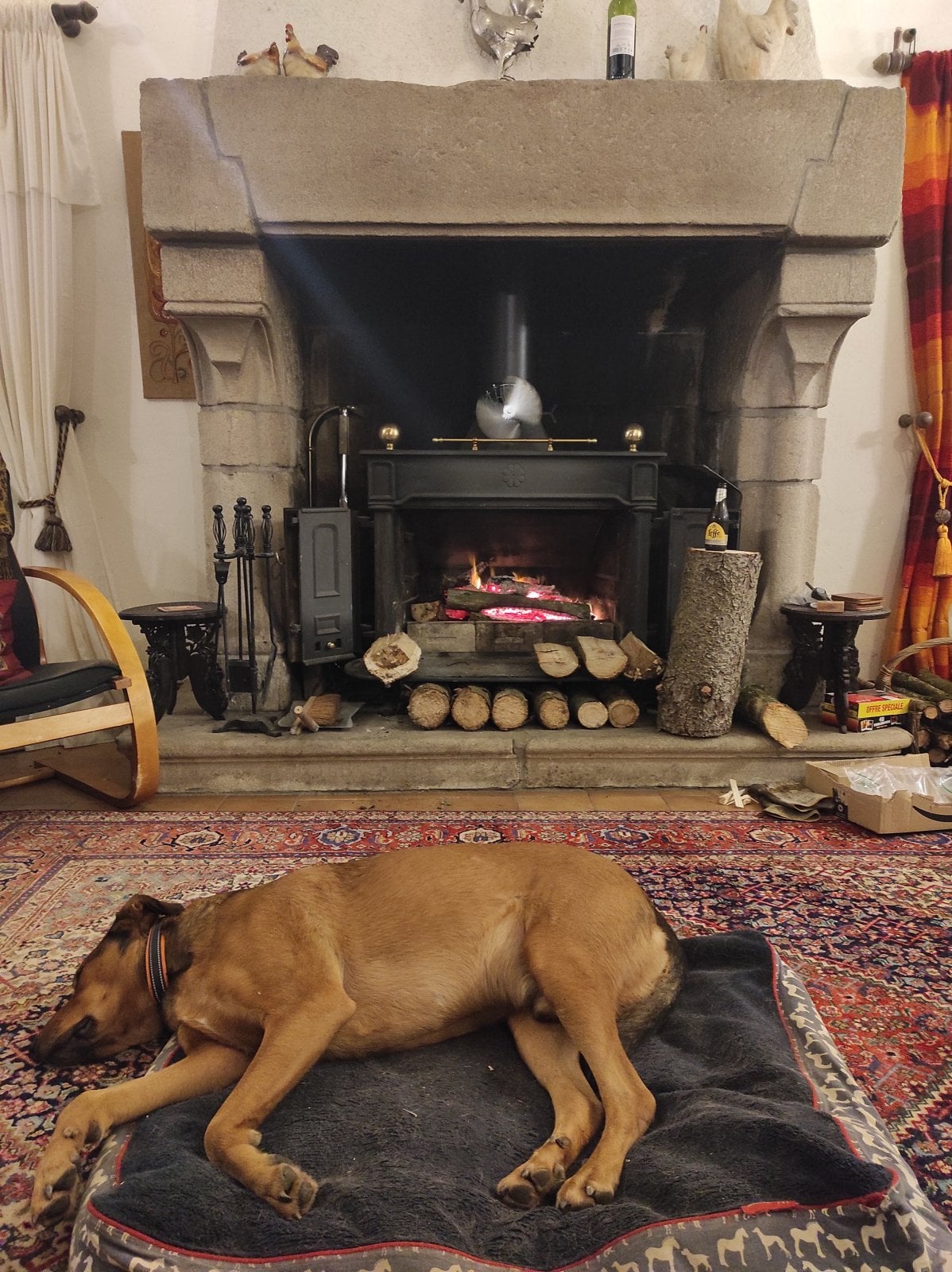 tired dog.jpg