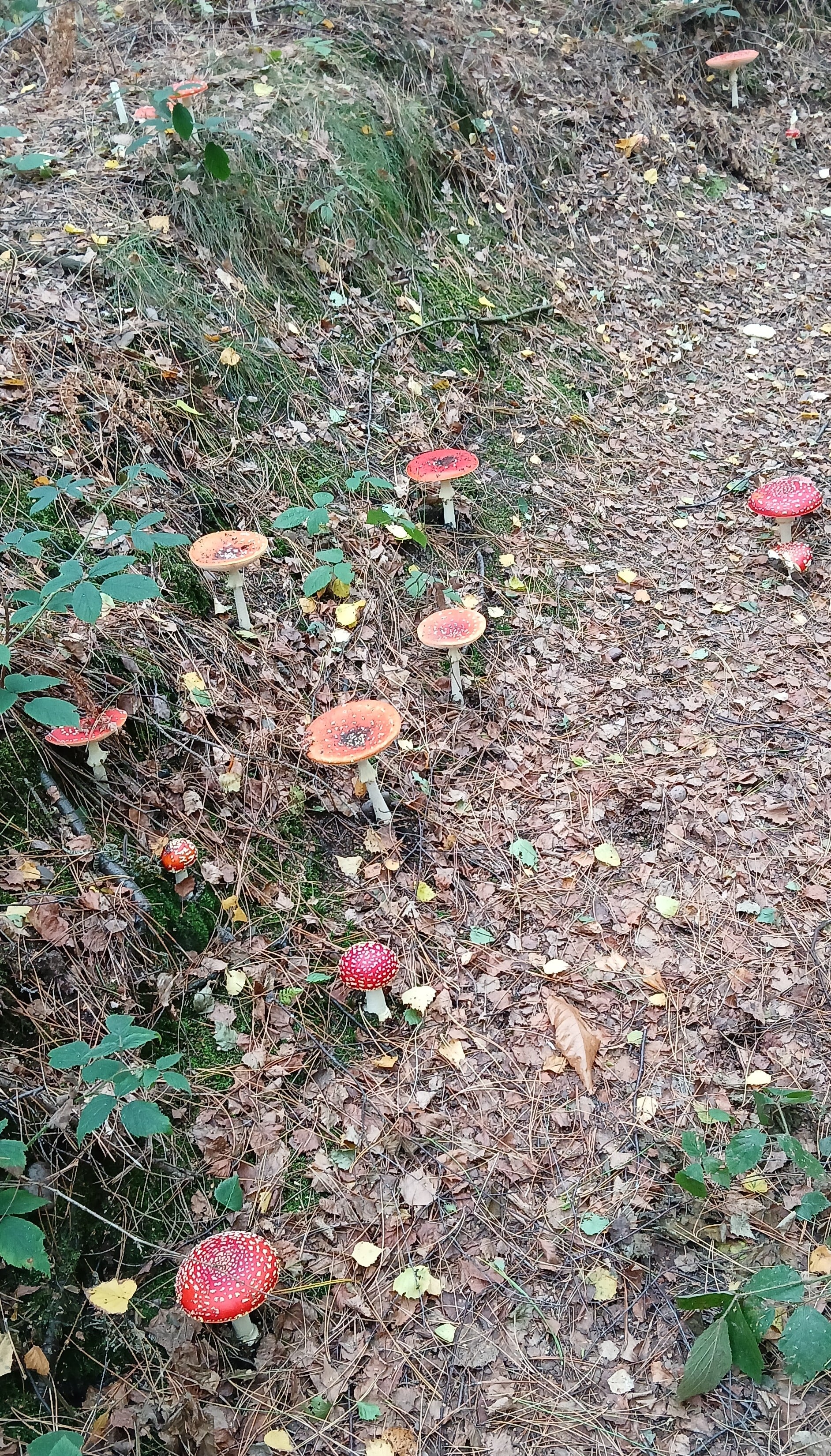 Toadstool 2.jpg