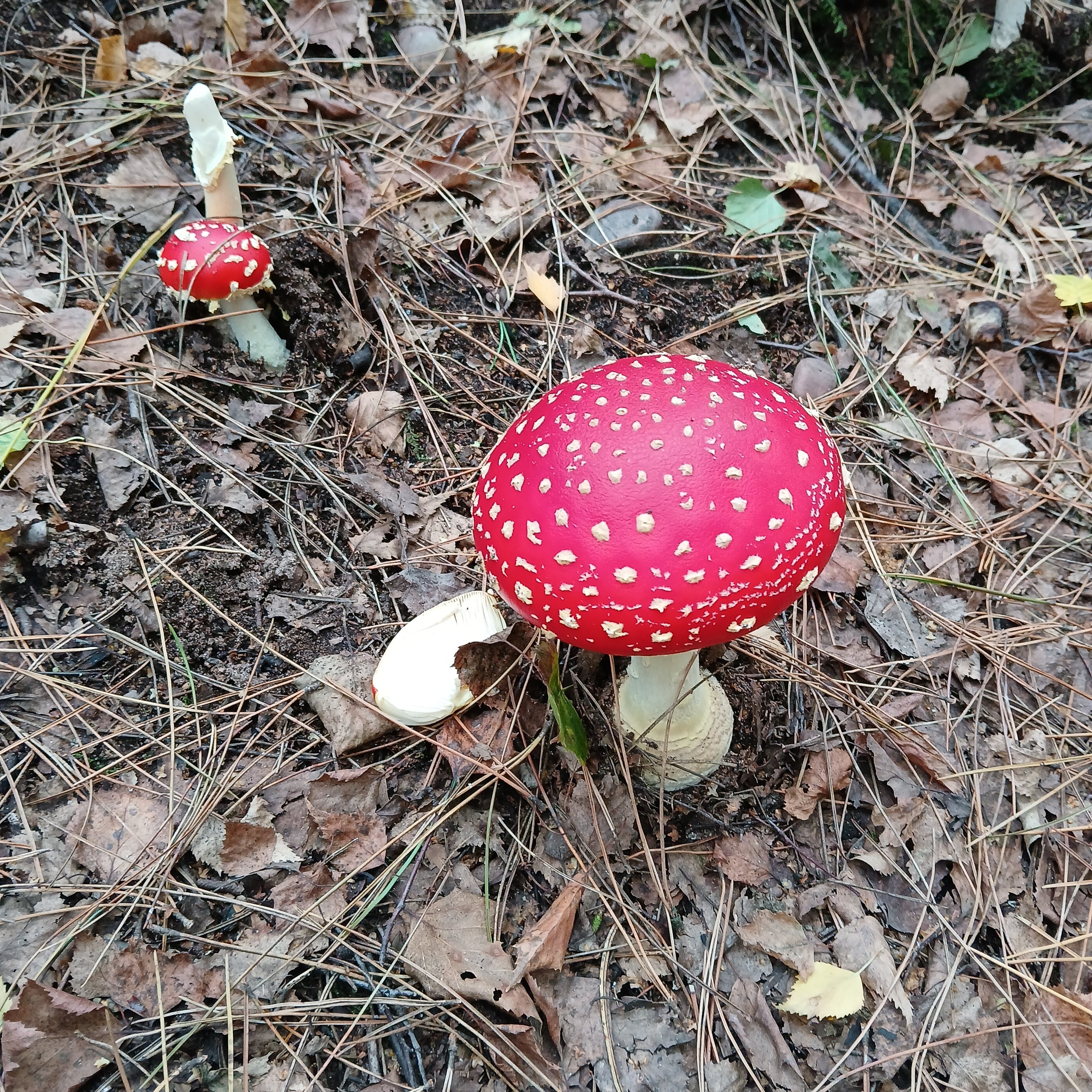 Toadstool 3.jpg