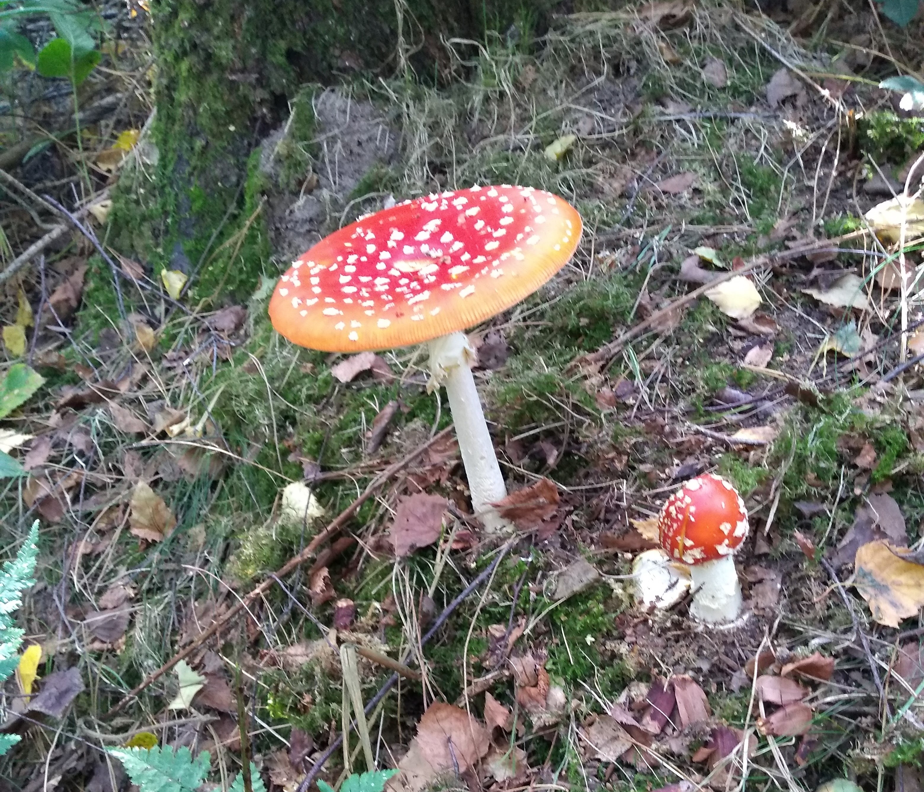 Toadstool.jpg
