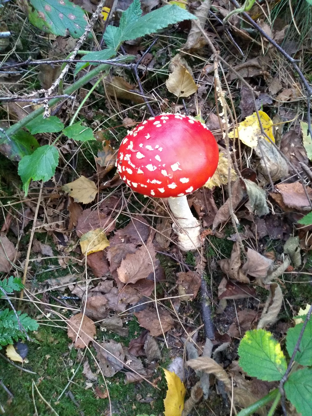 Toadstool.jpg