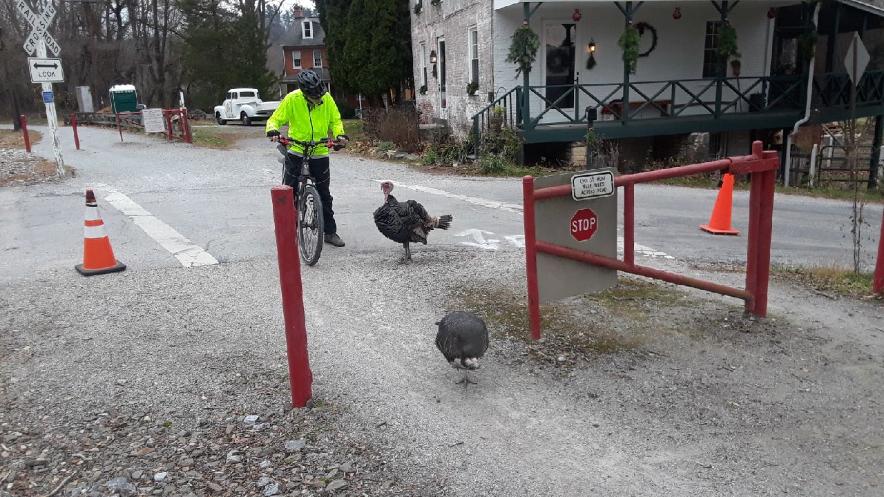 Toll Turkeys.jpeg