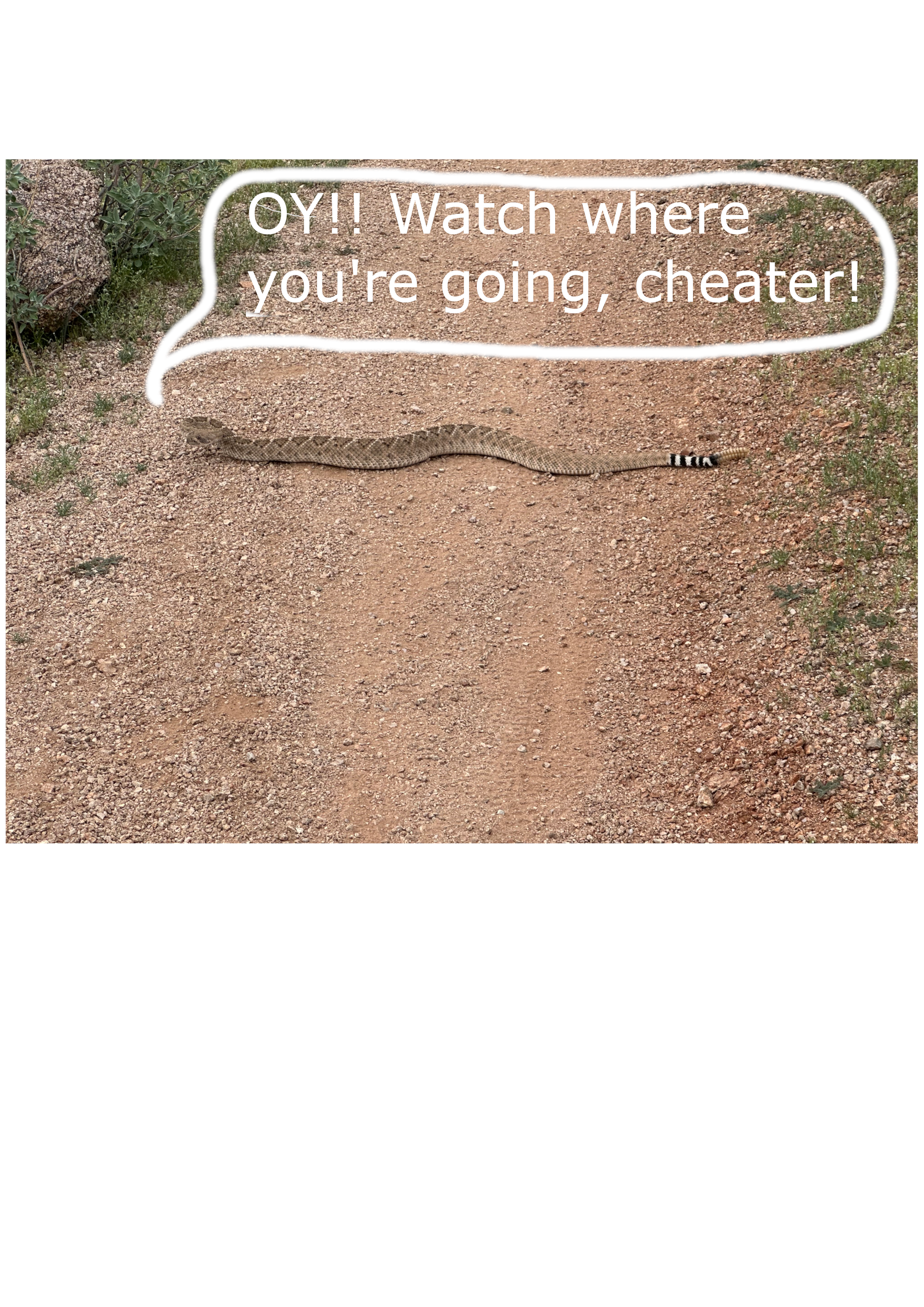 Track Snake.png