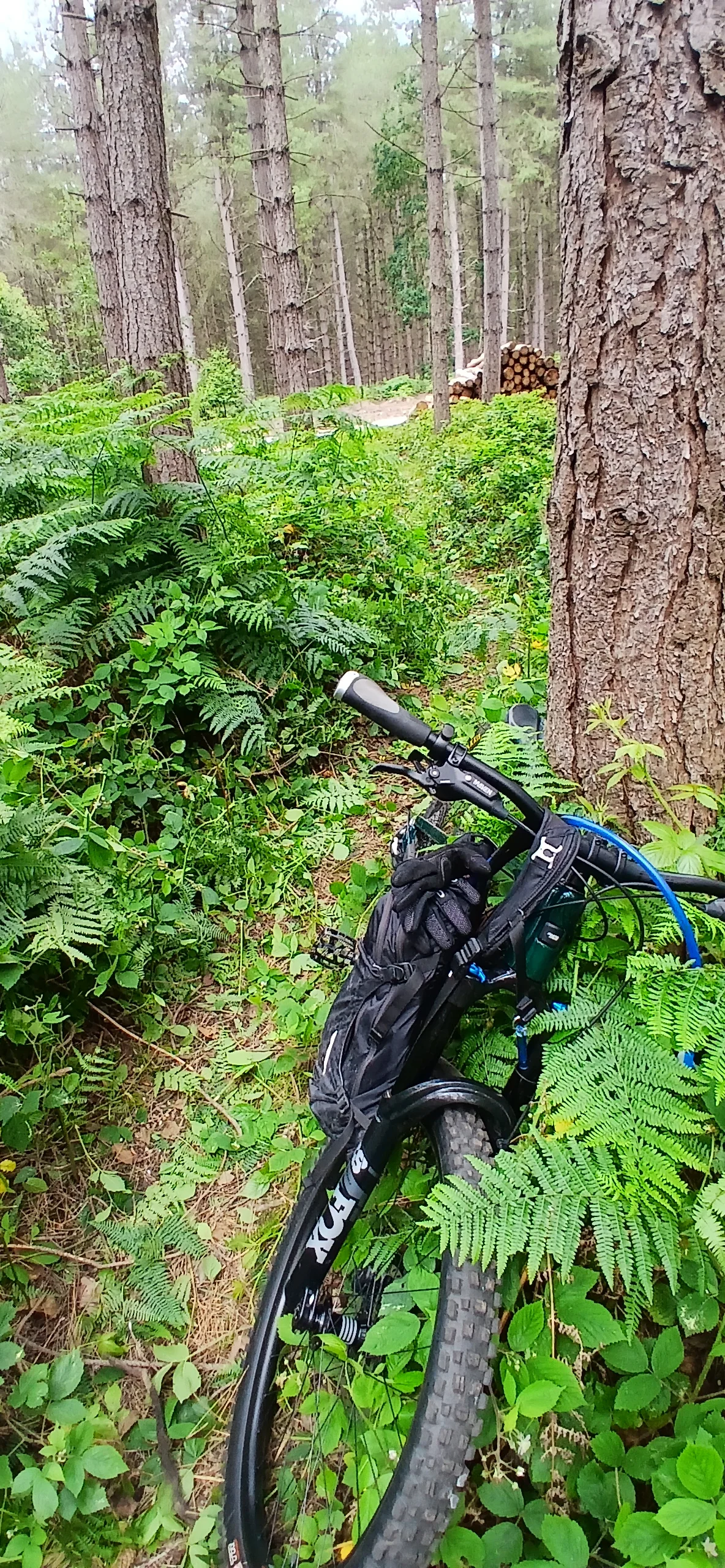 Trail After.webp