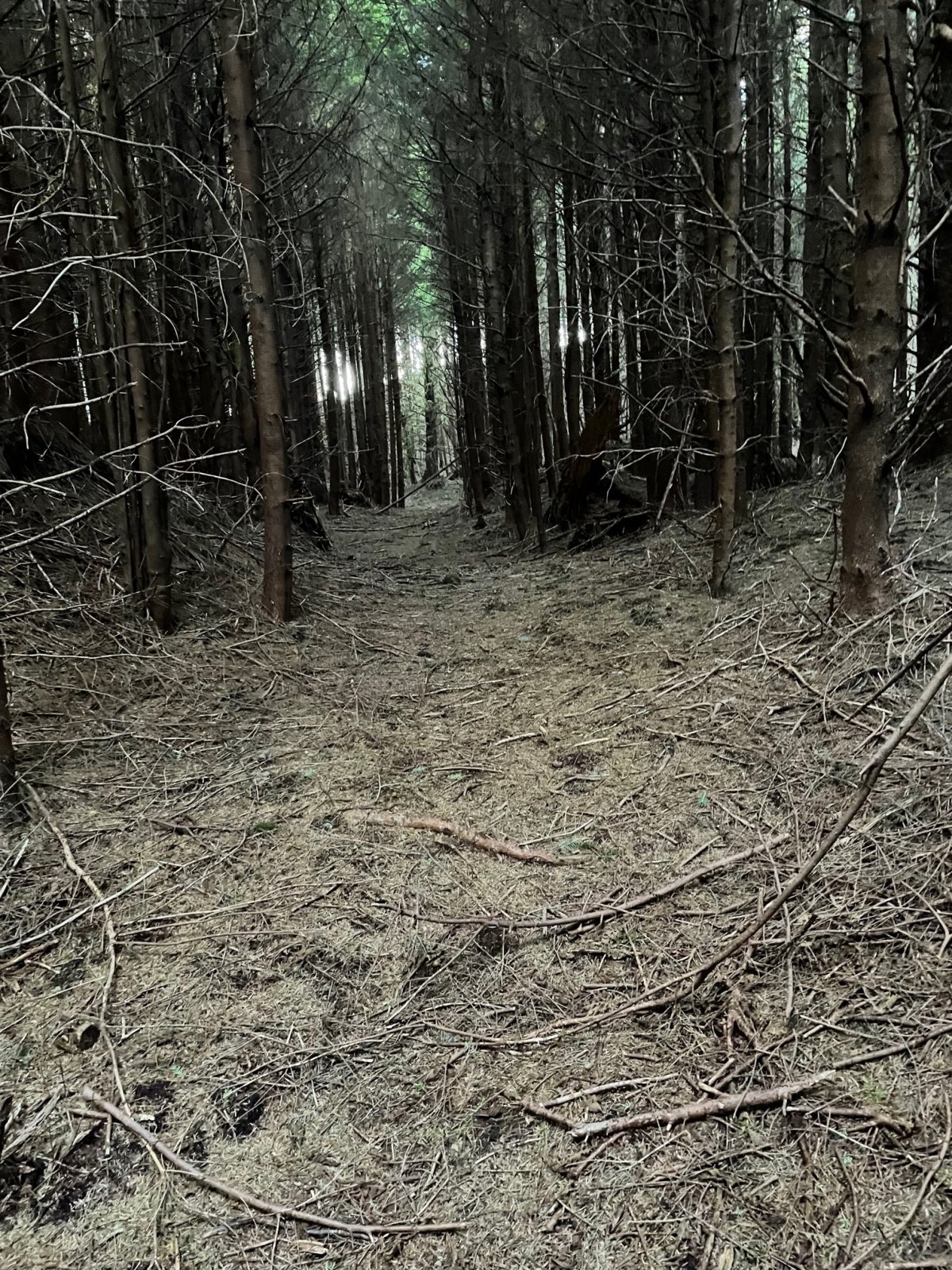 Trail as is.jpg