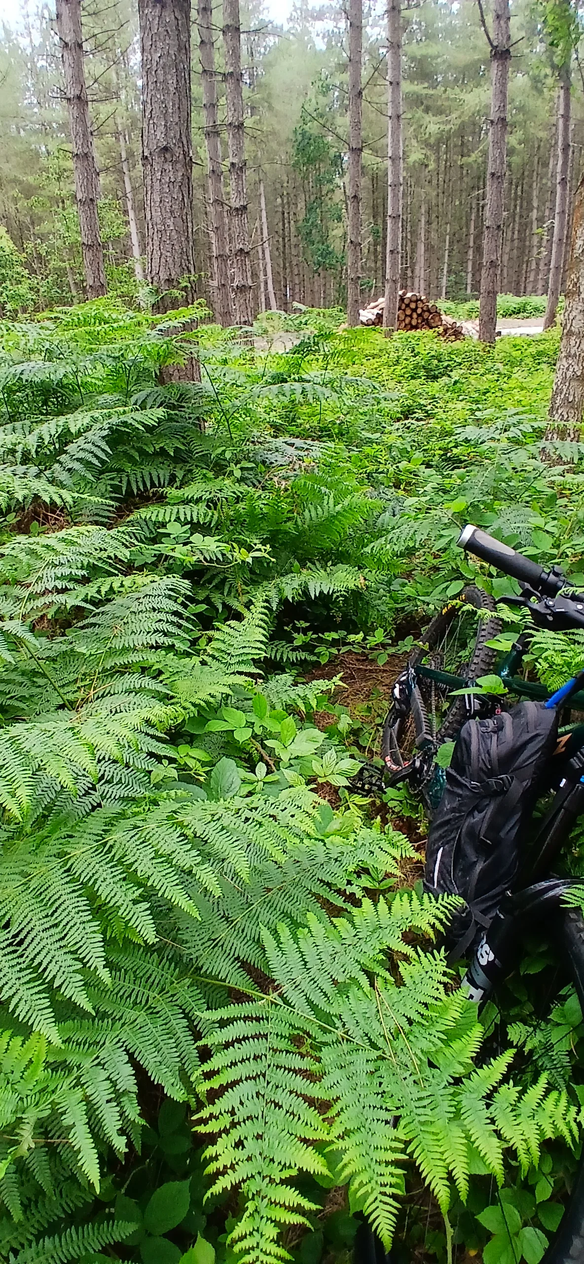 Trail Before.webp