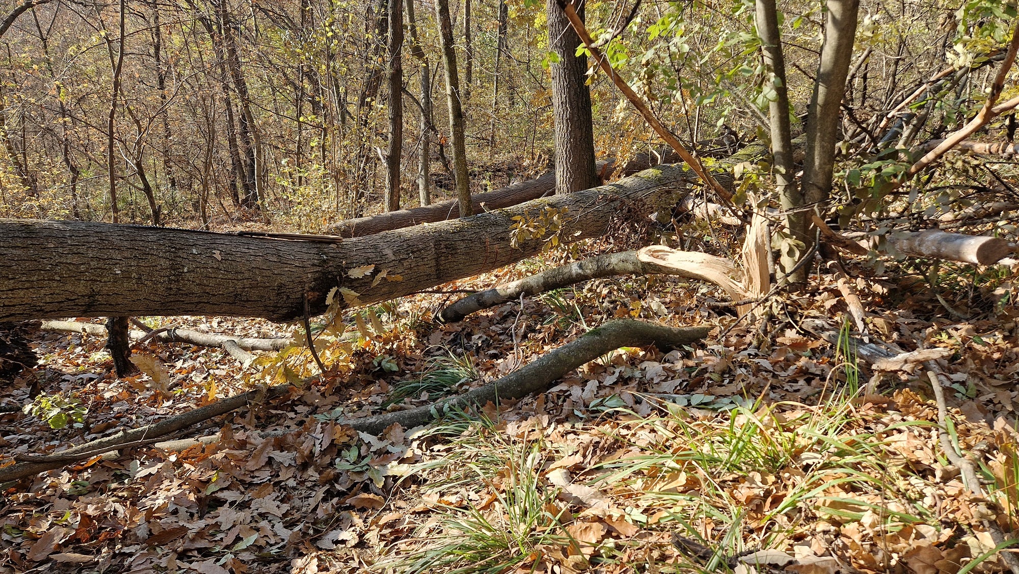 tree2.jpg