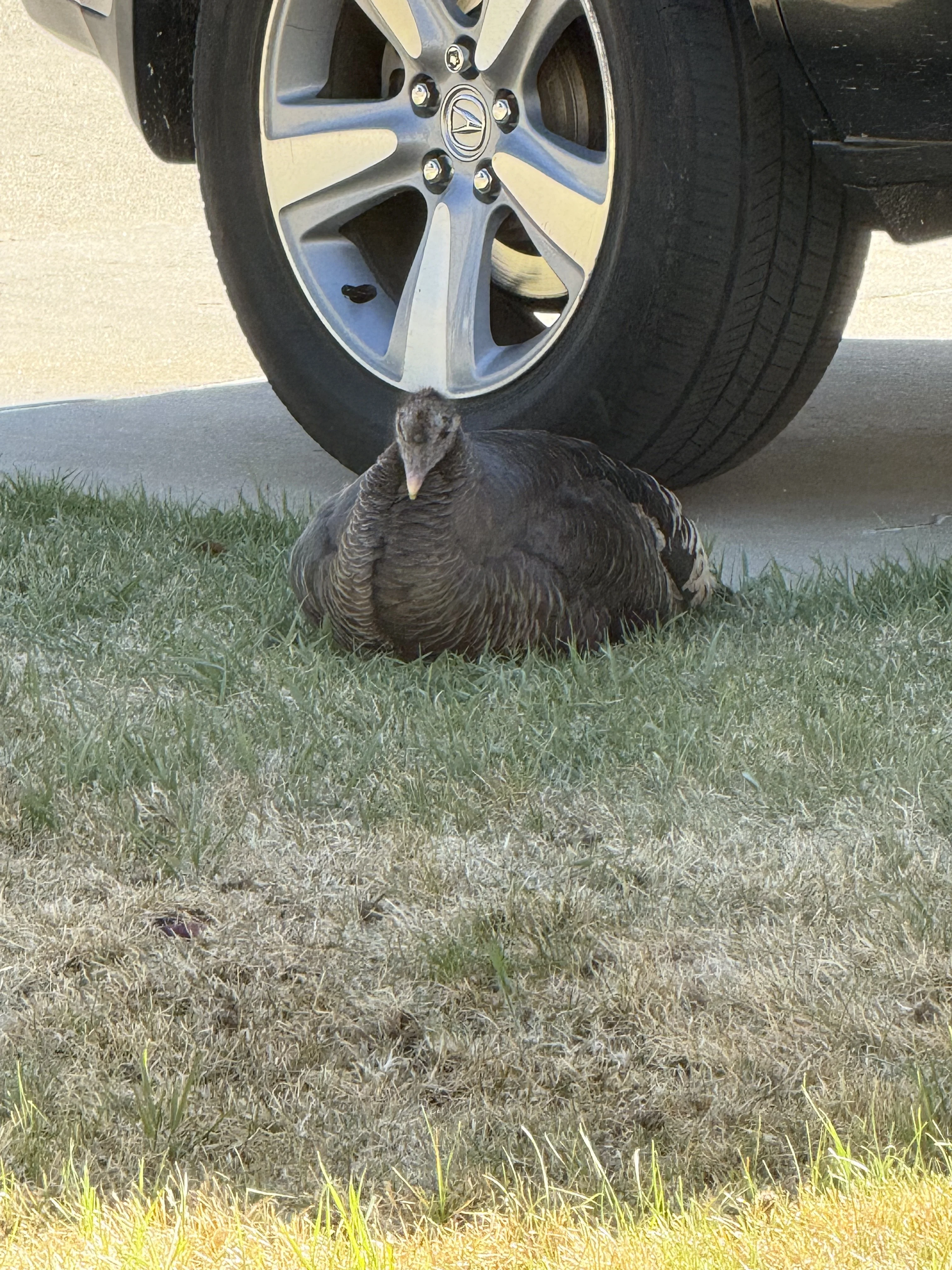 Turkey front yard spring 2026.webp