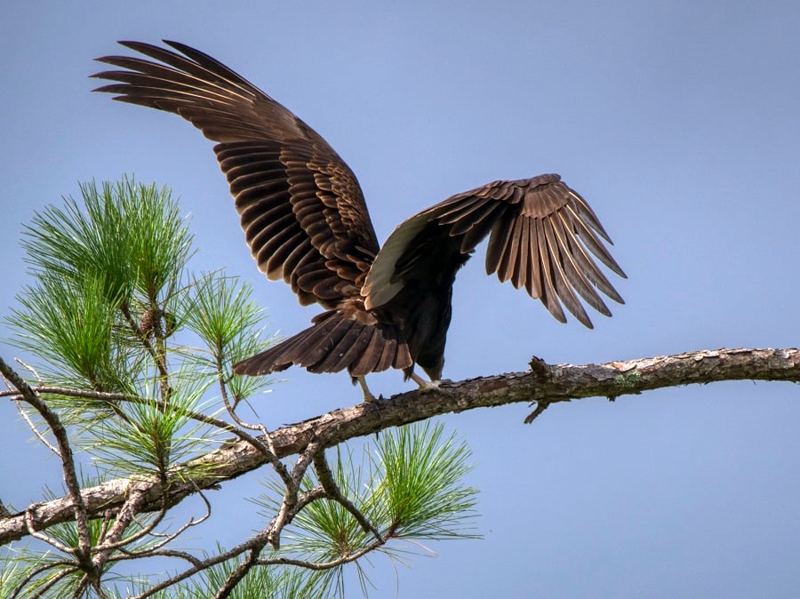 vulture.jpg