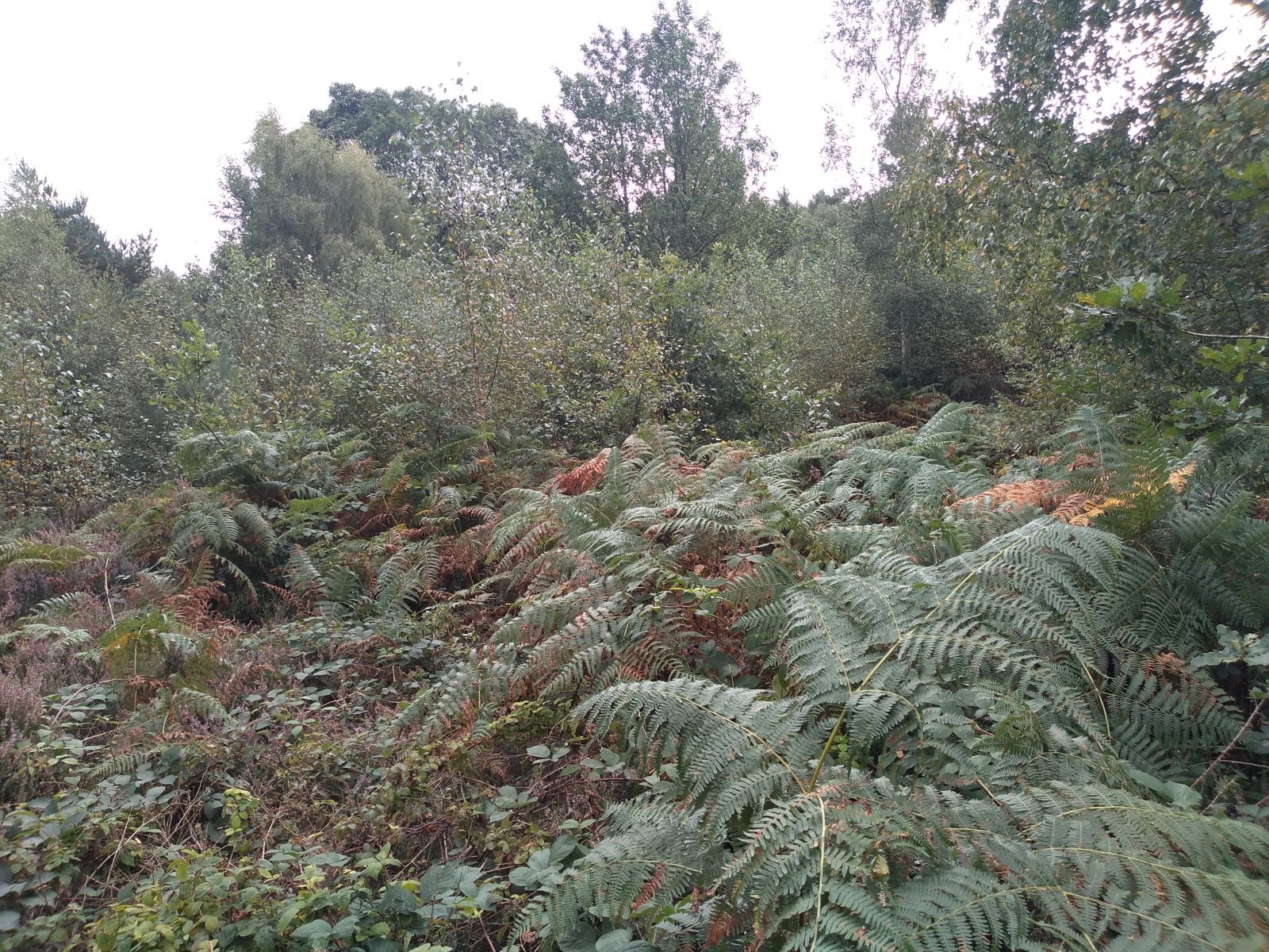 We have jungle here.jpg