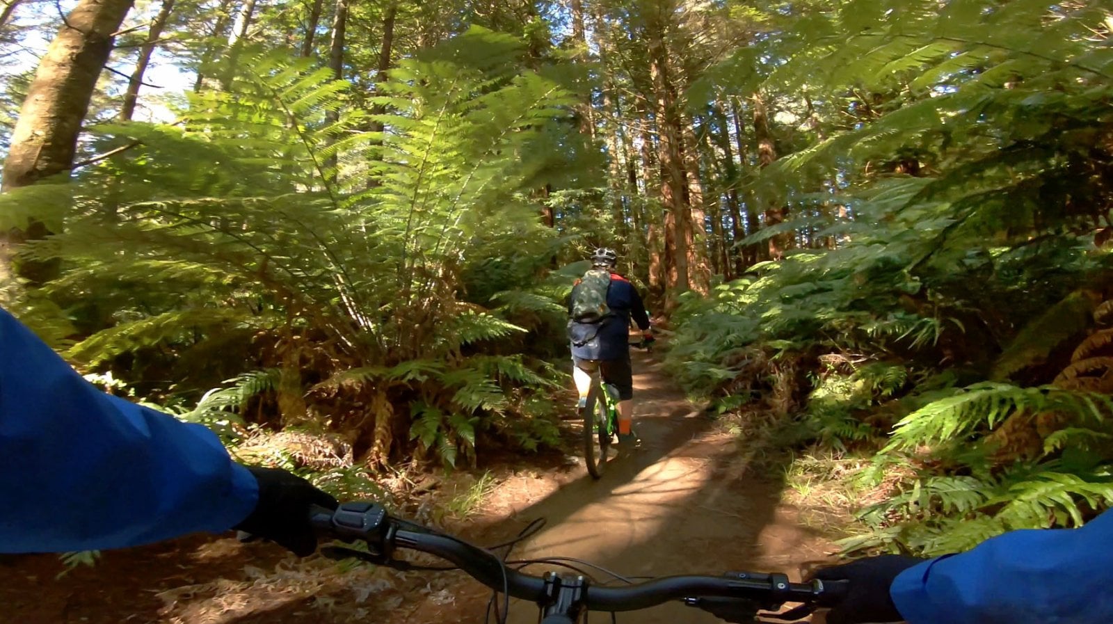 Whakarewarewa Fern Forest.jpg