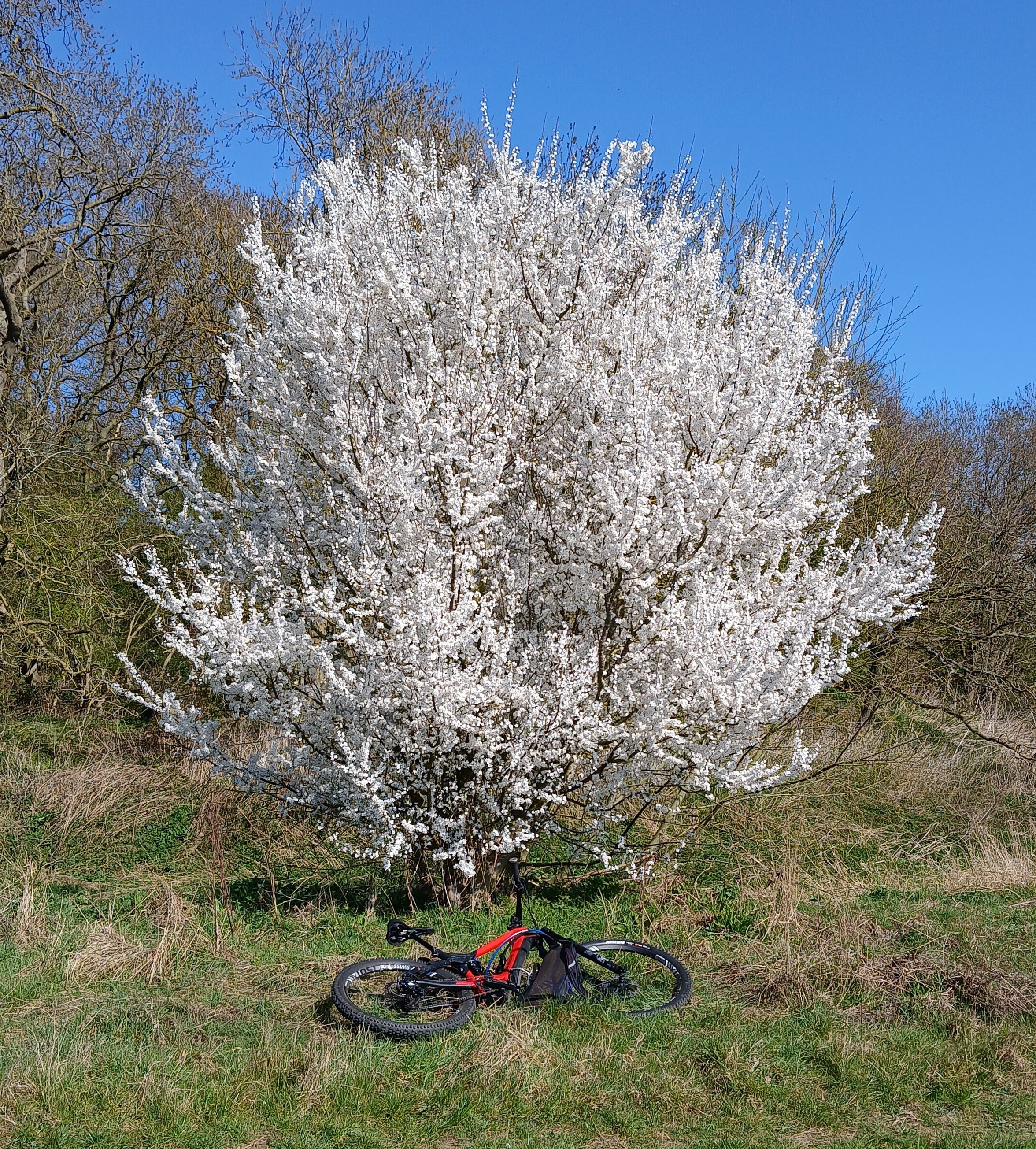 White cherry tree.jpg