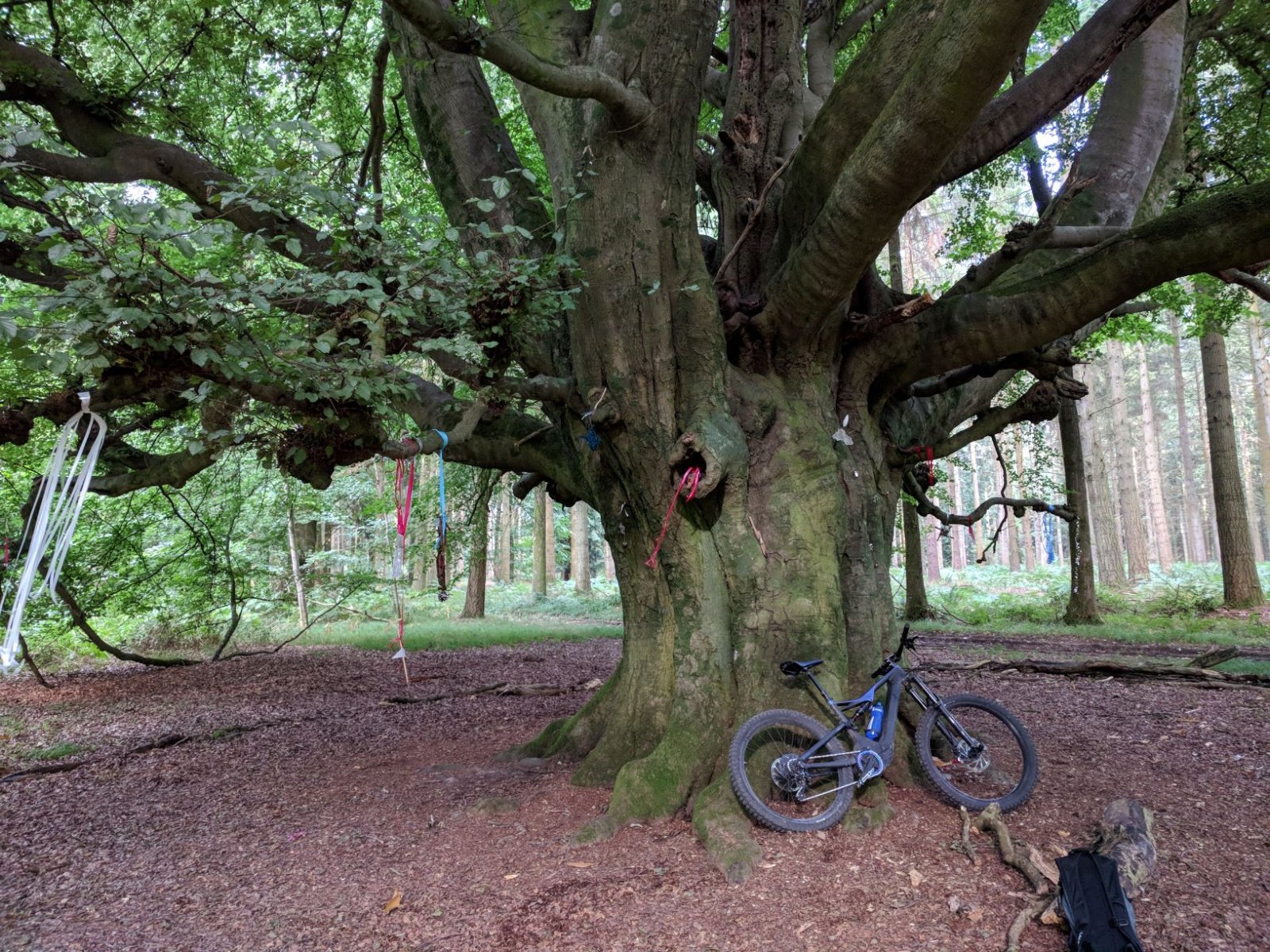 Witches Tree.jpg