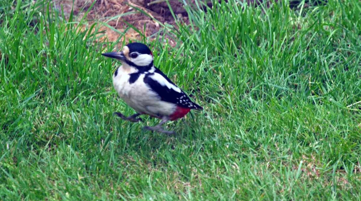 Woodpecker01.webp
