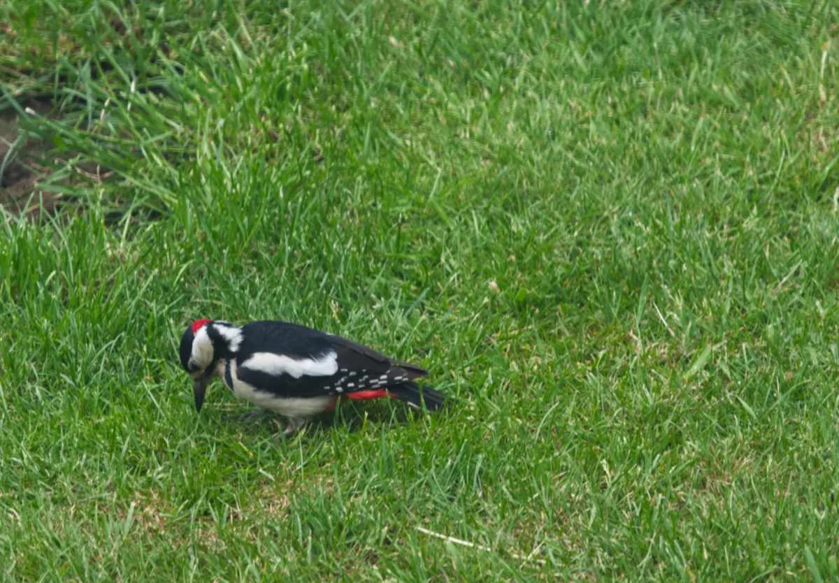 Woodpecker02.webp