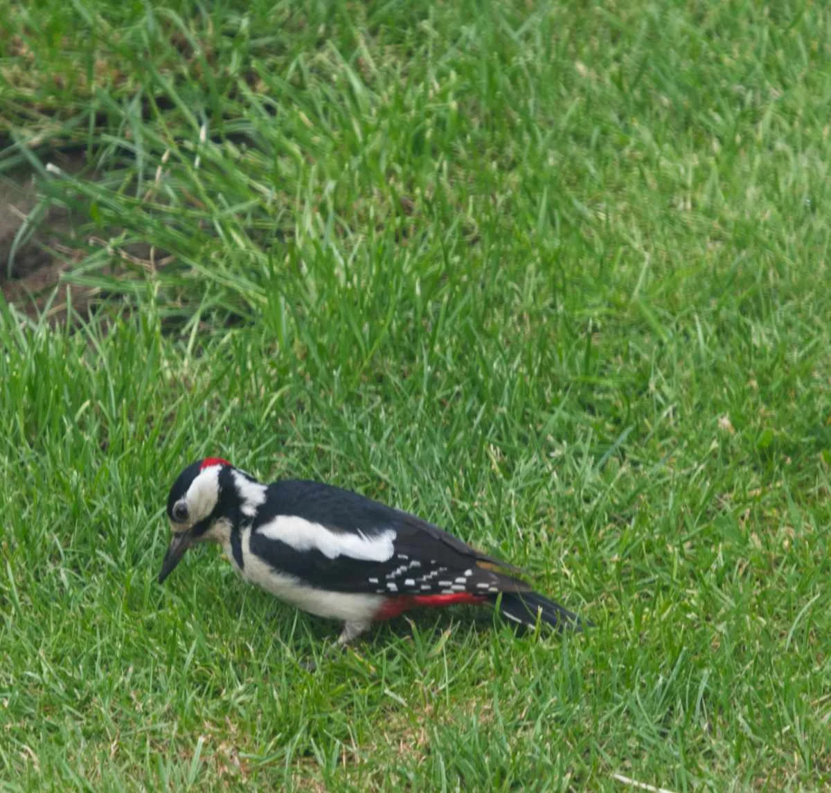 Woodpecker03.webp