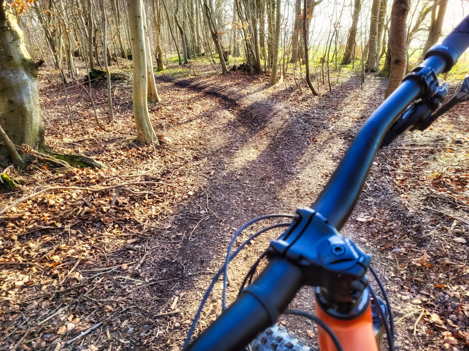 Woods.jpeg