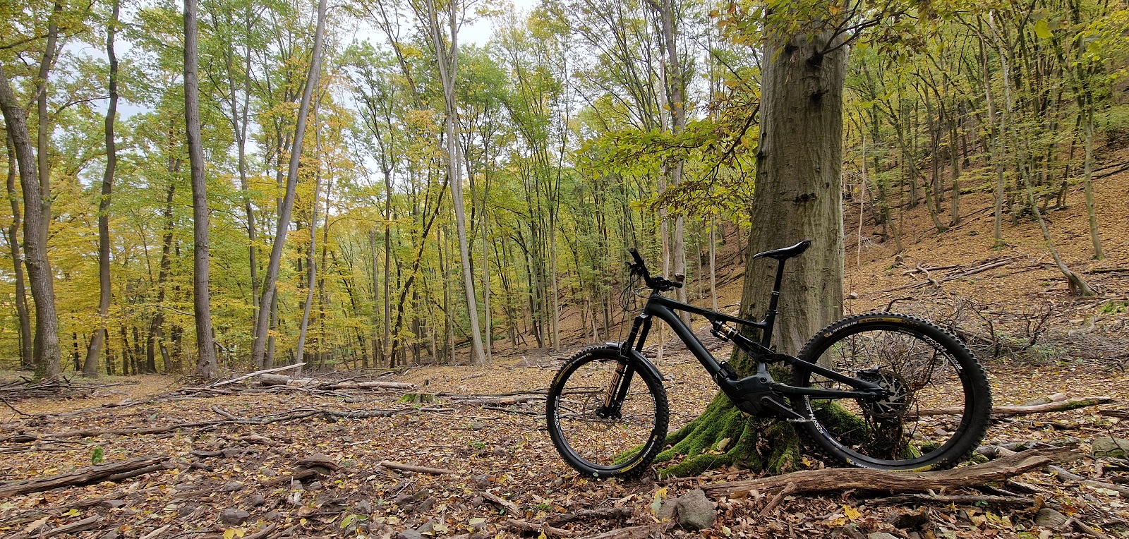 woods.jpg