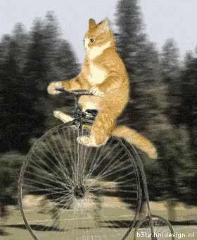 bike-cat.gif