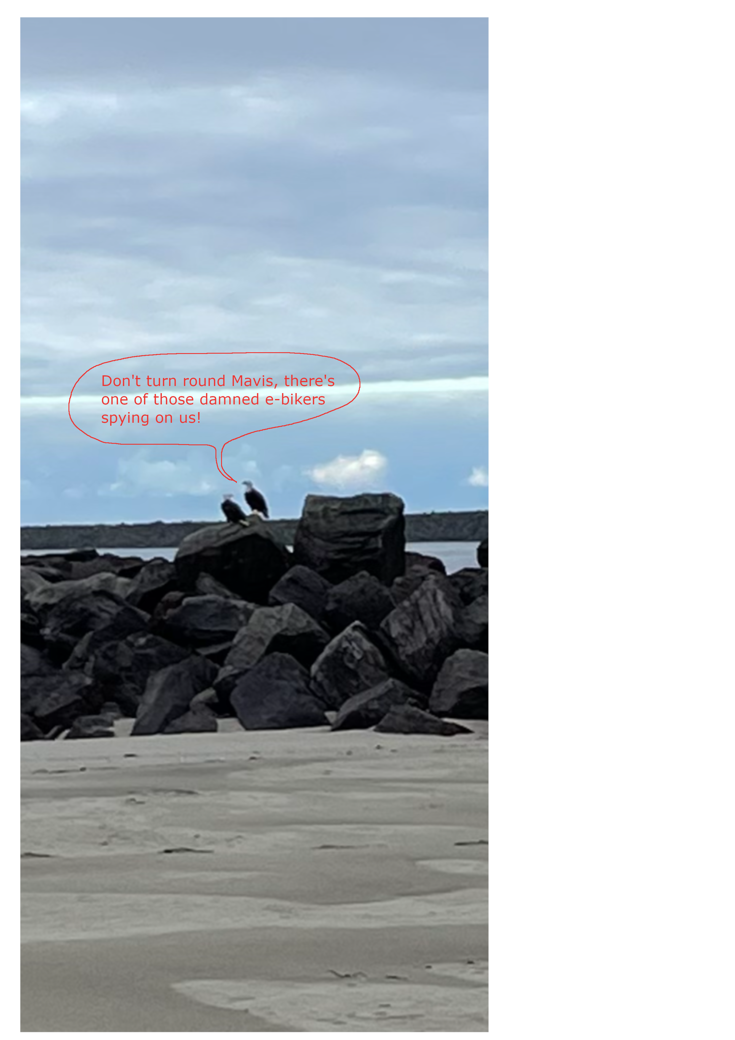 Bald eagles.png Bald eagles.png