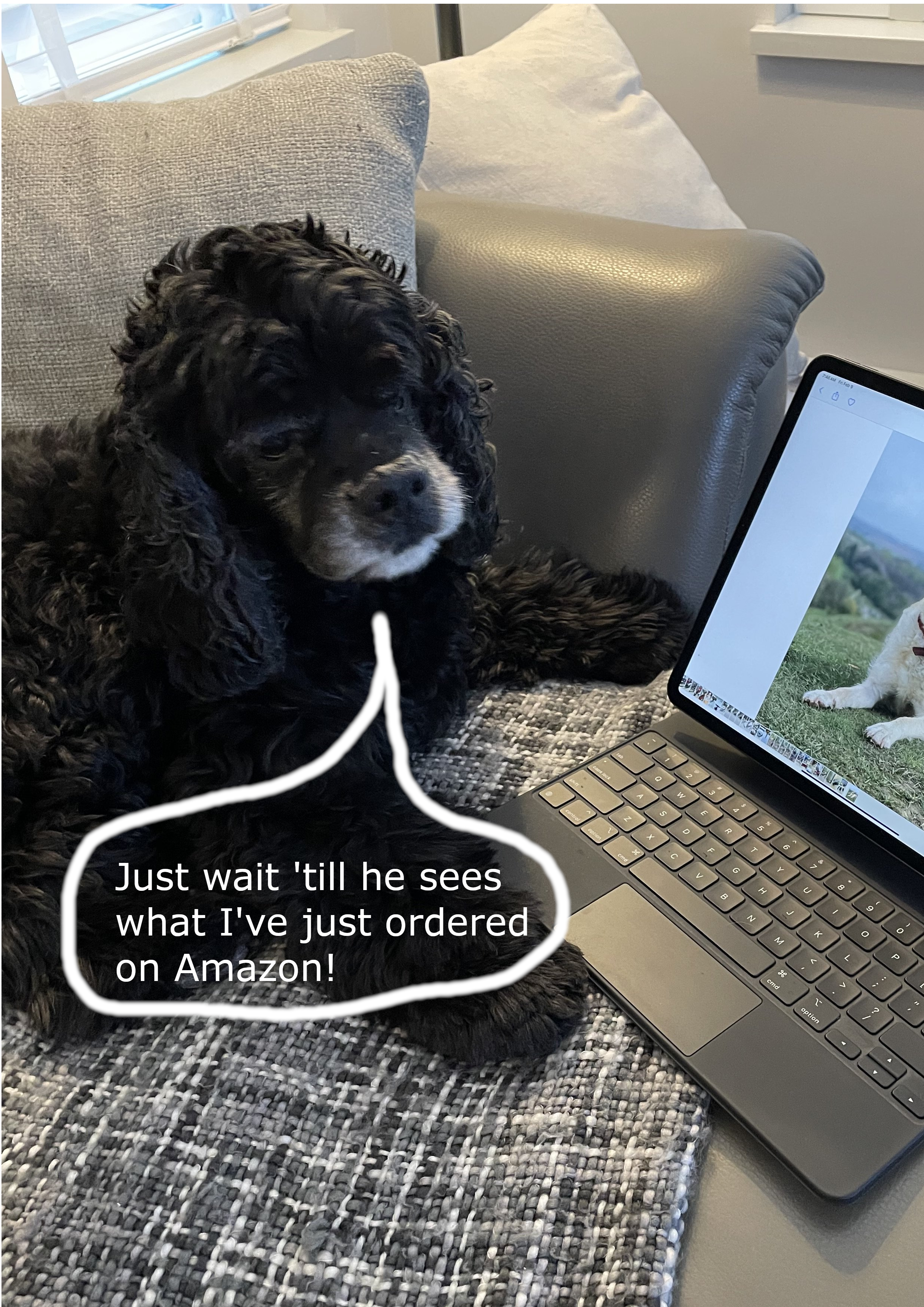 Black Dog.png Black Dog.png