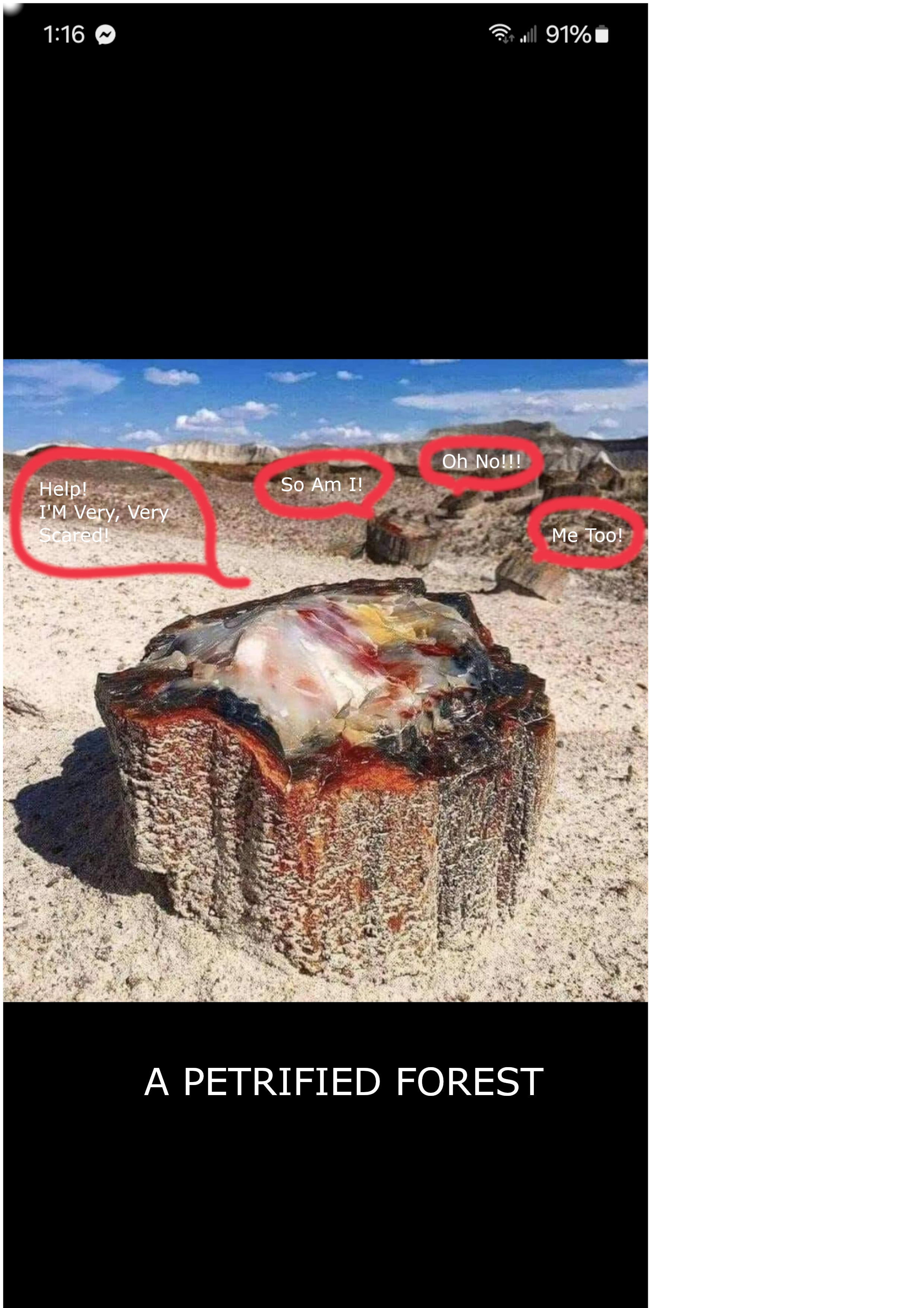PET FOREST.png PET FOREST.png