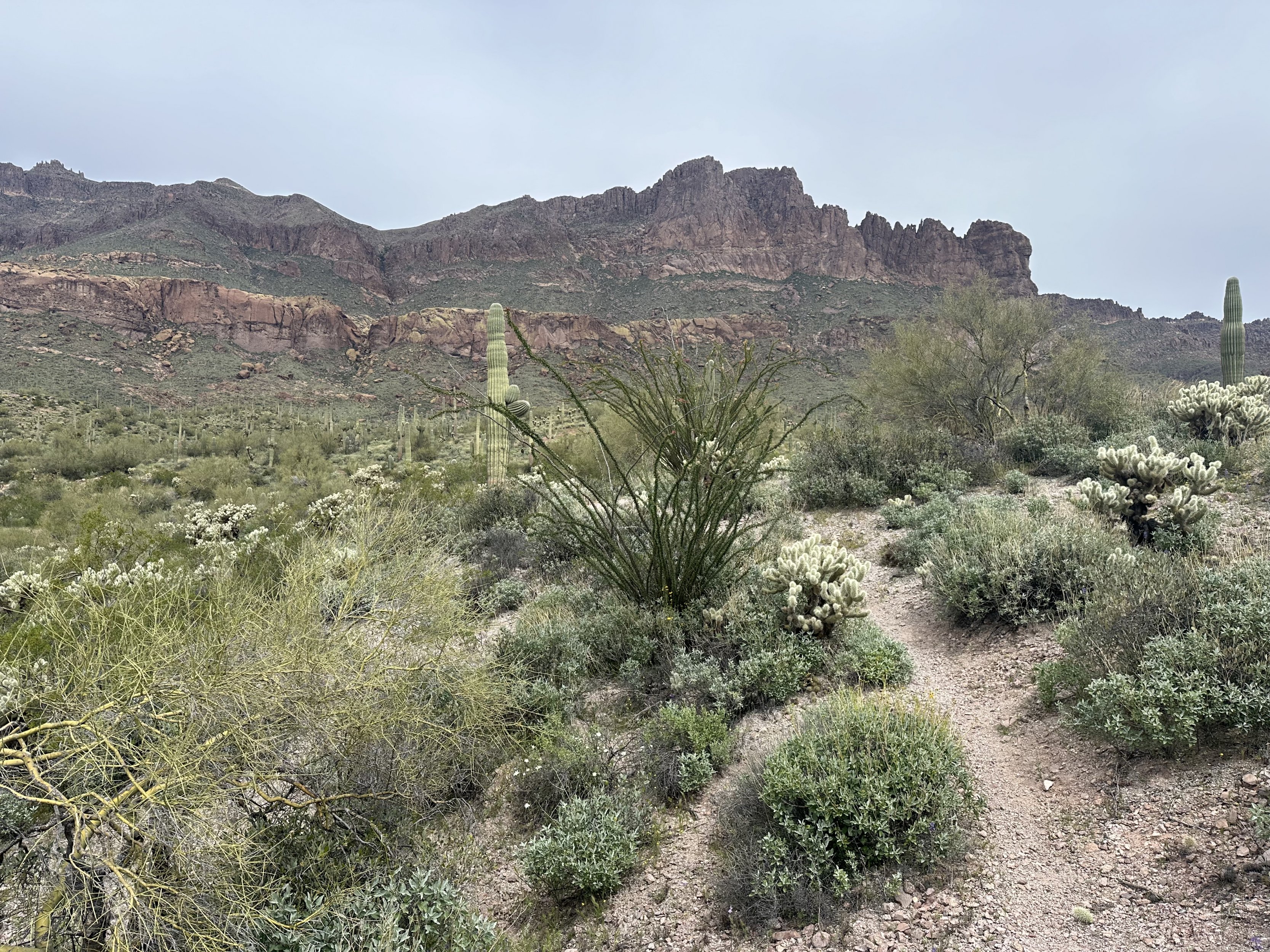 795525CA-D77E-4C5F-925A-06B6725C87E2.jpeg