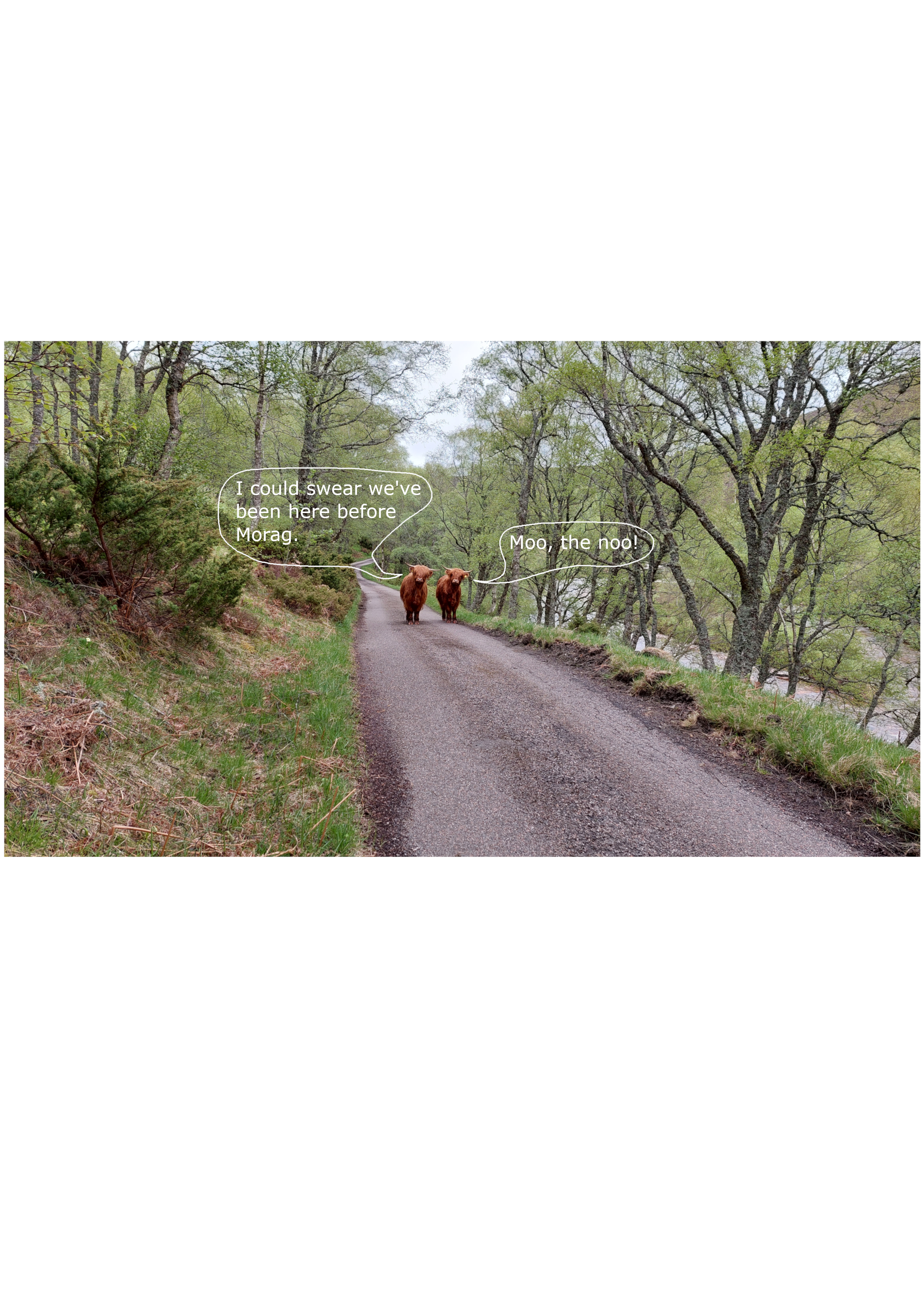 Scottish Cows 2.png