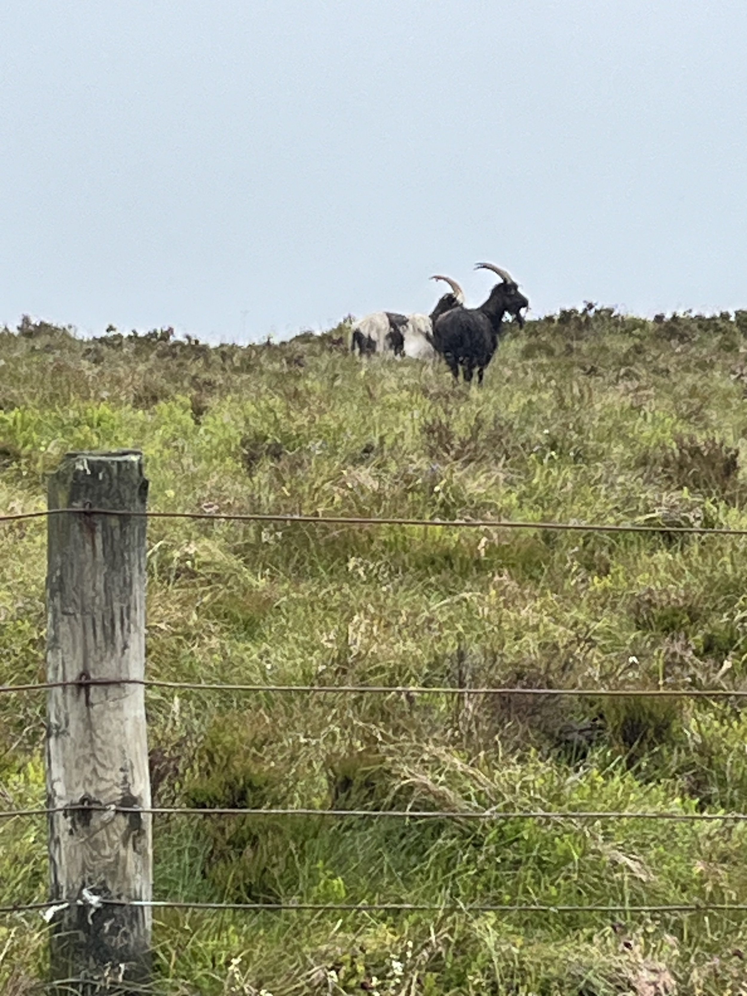 IMG_8151.jpeg IMG_8151.jpeg