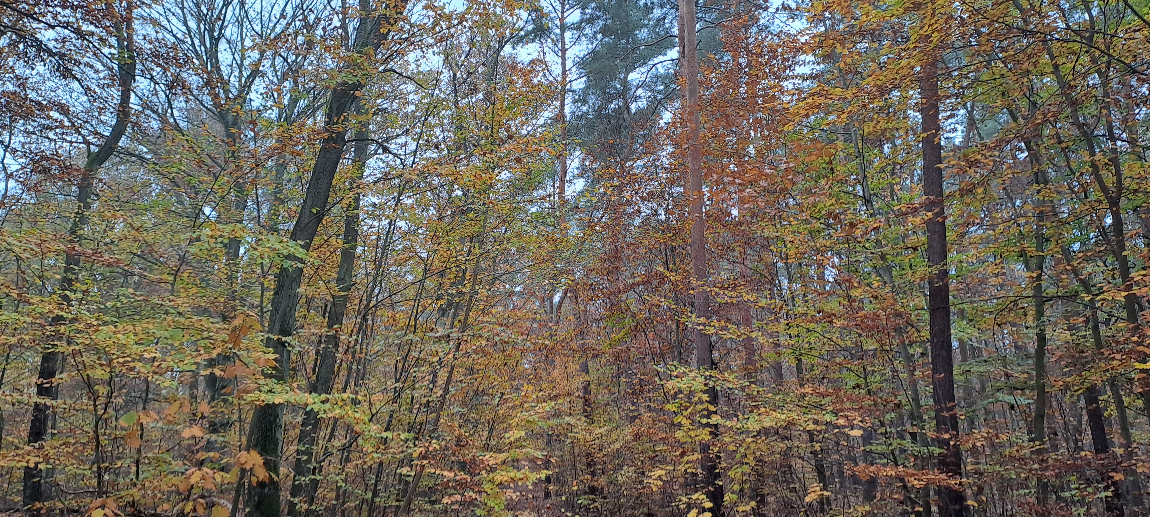 20241110_144502.jpg 20241110_144502.jpg