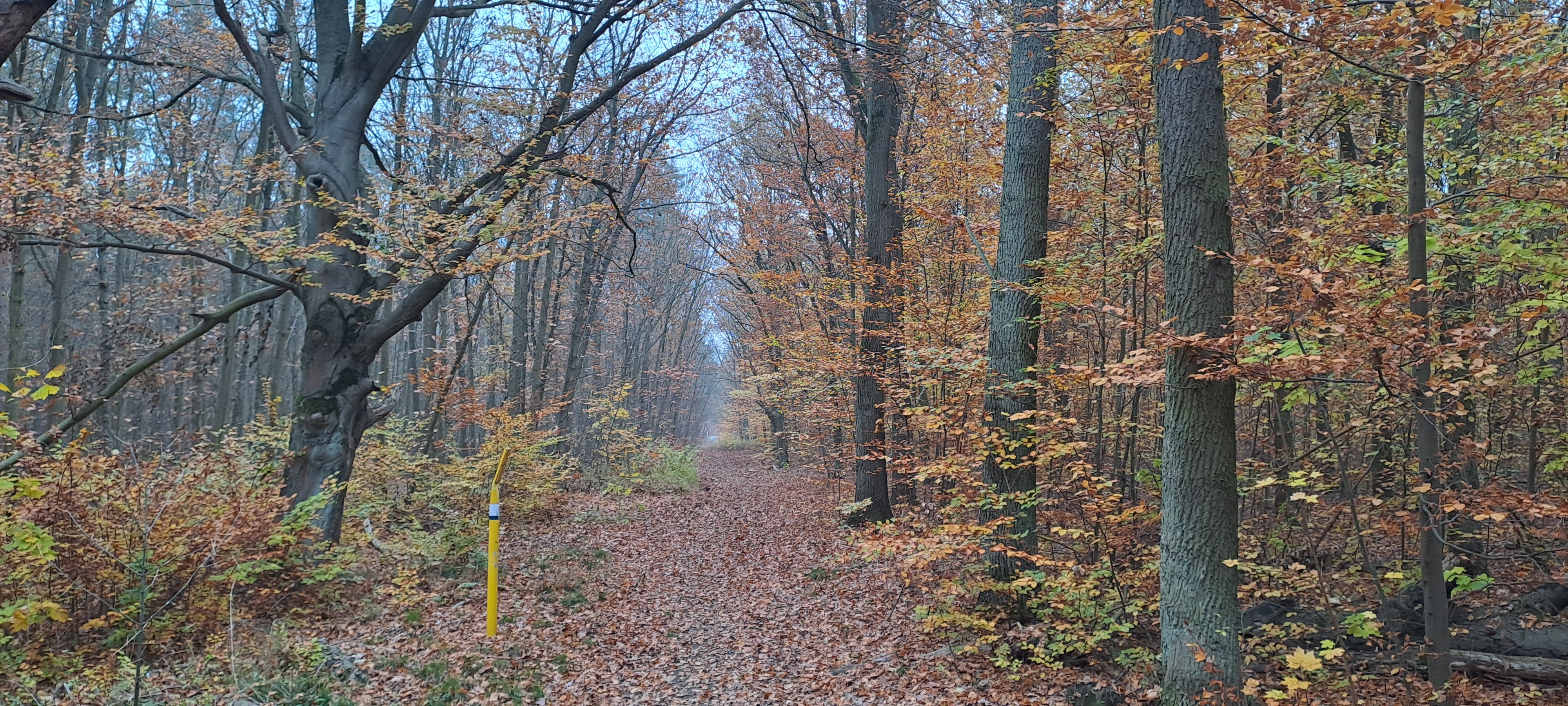 20241110_144511.jpg 20241110_144511.jpg