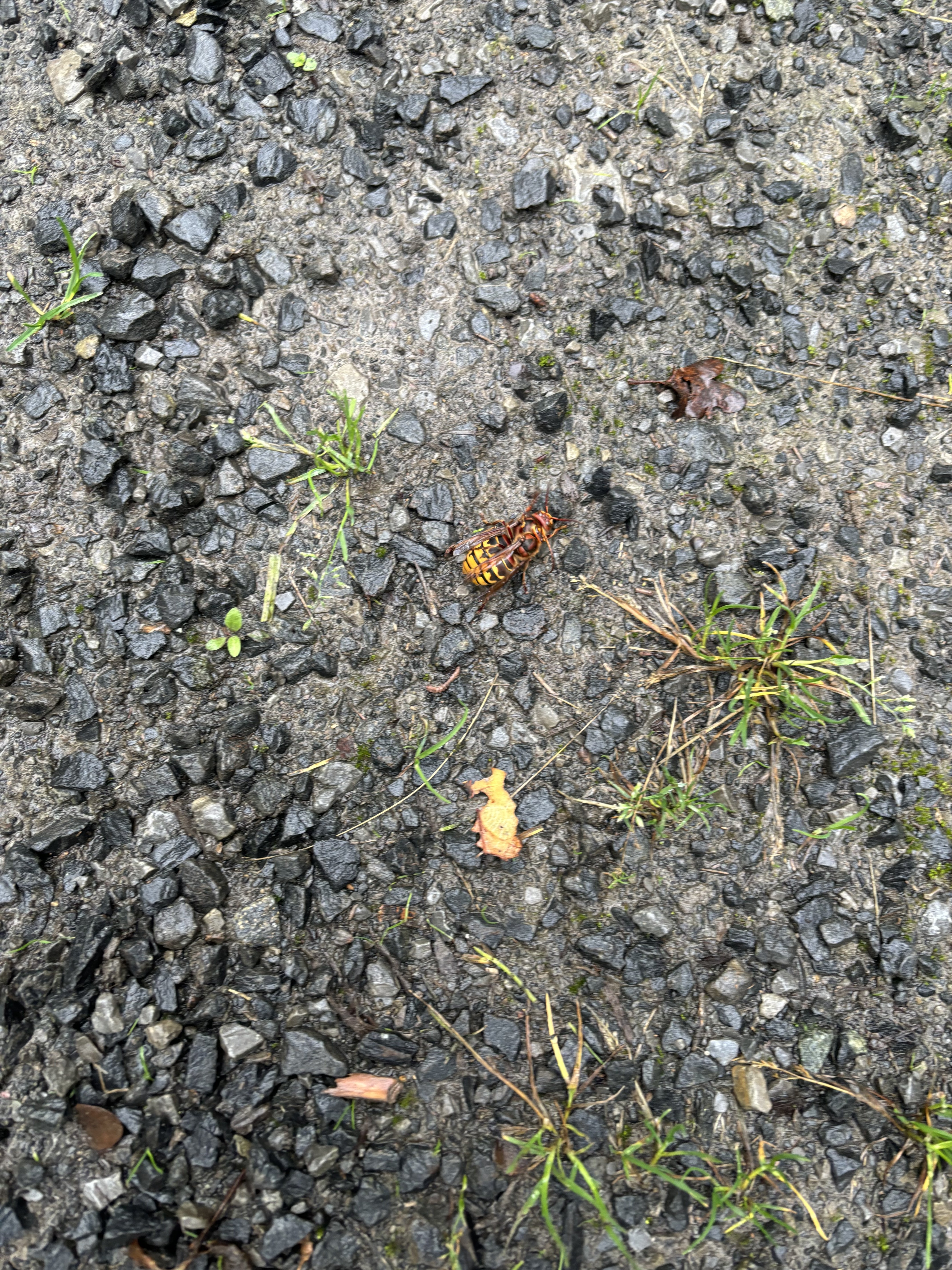 IMG_0831.jpeg