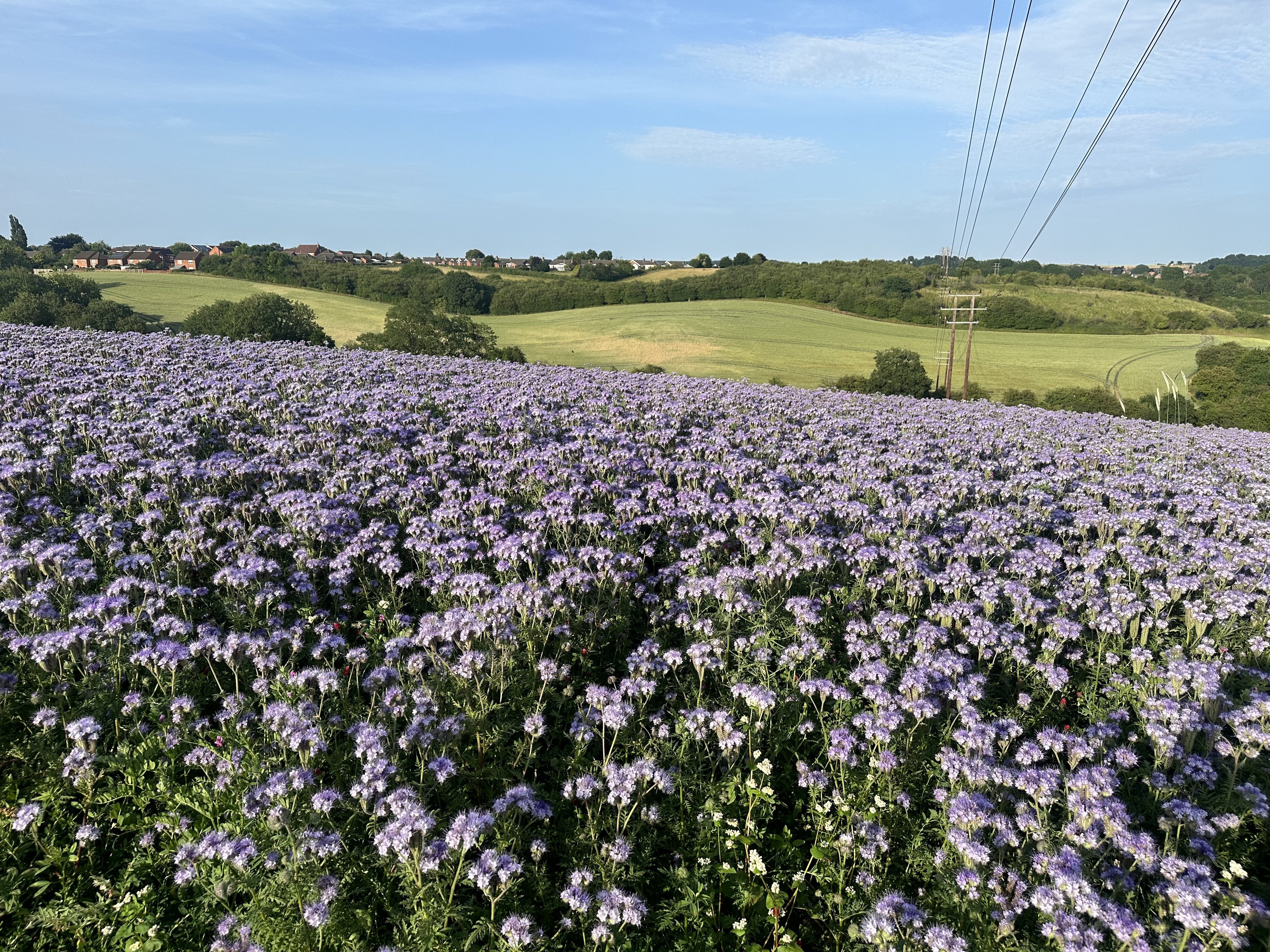 IMG_4171.jpeg IMG_4171.jpeg
