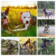 BikeTrailsAndWaggingTails