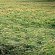 zappie