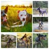 BikeTrailsAndWaggingTails